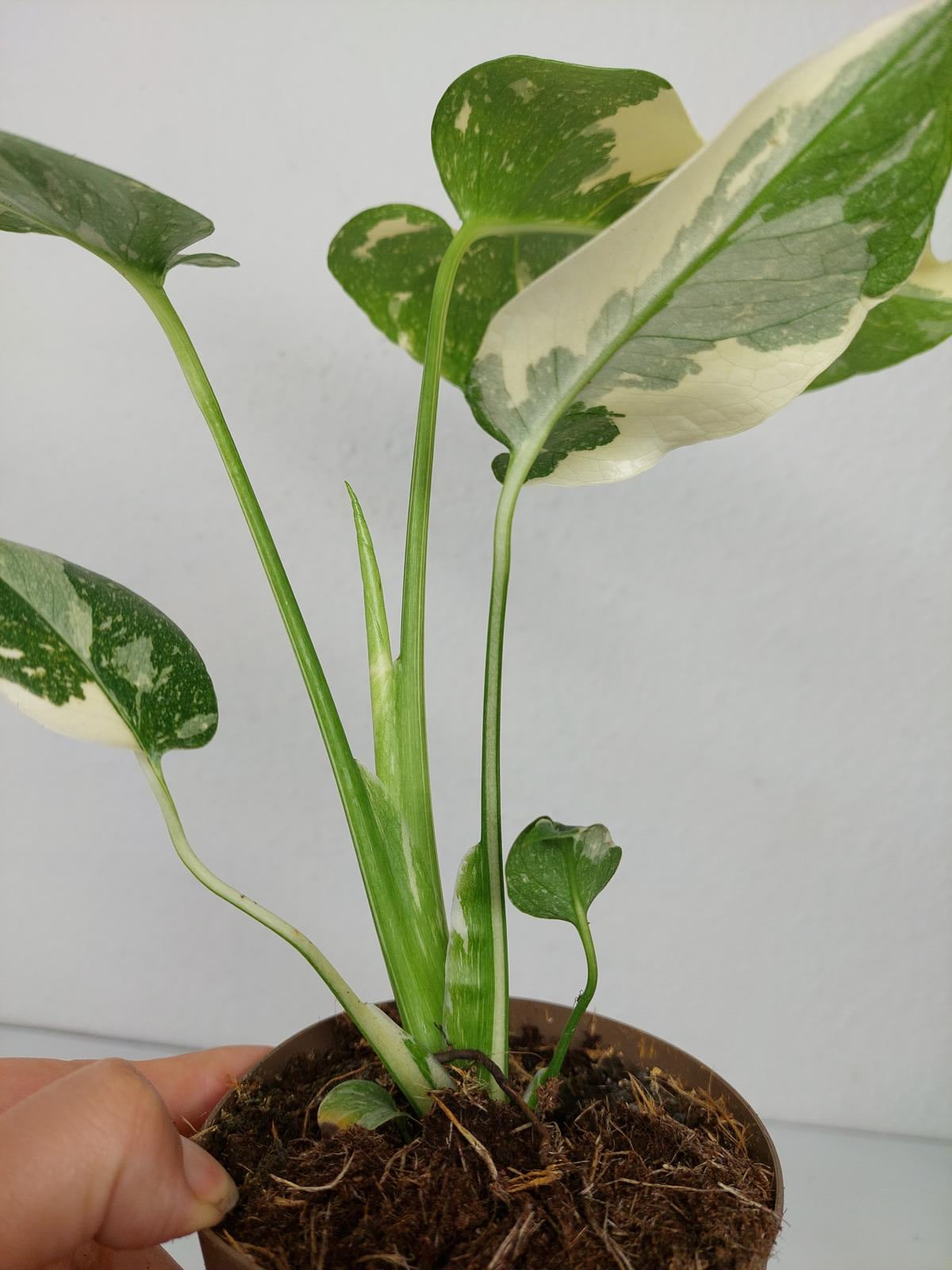 Monstera Thai Constellation