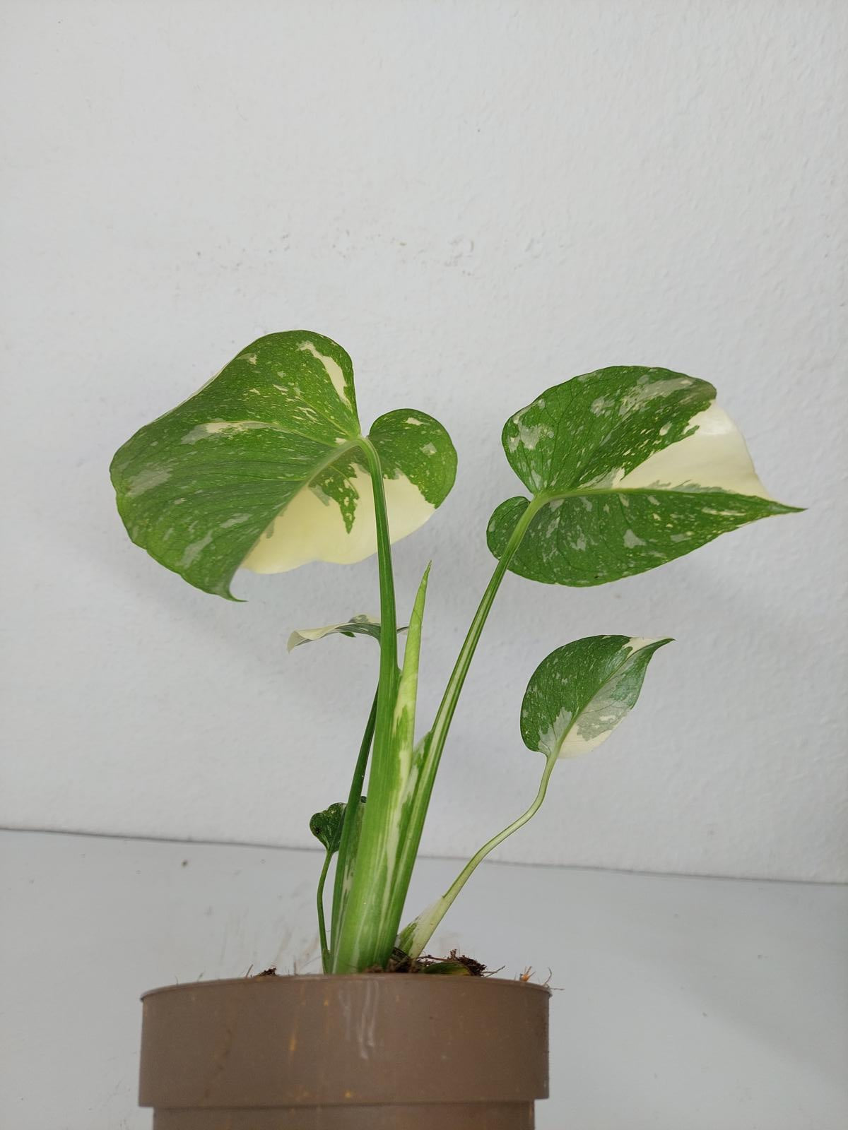 Monstera Thai Constellation