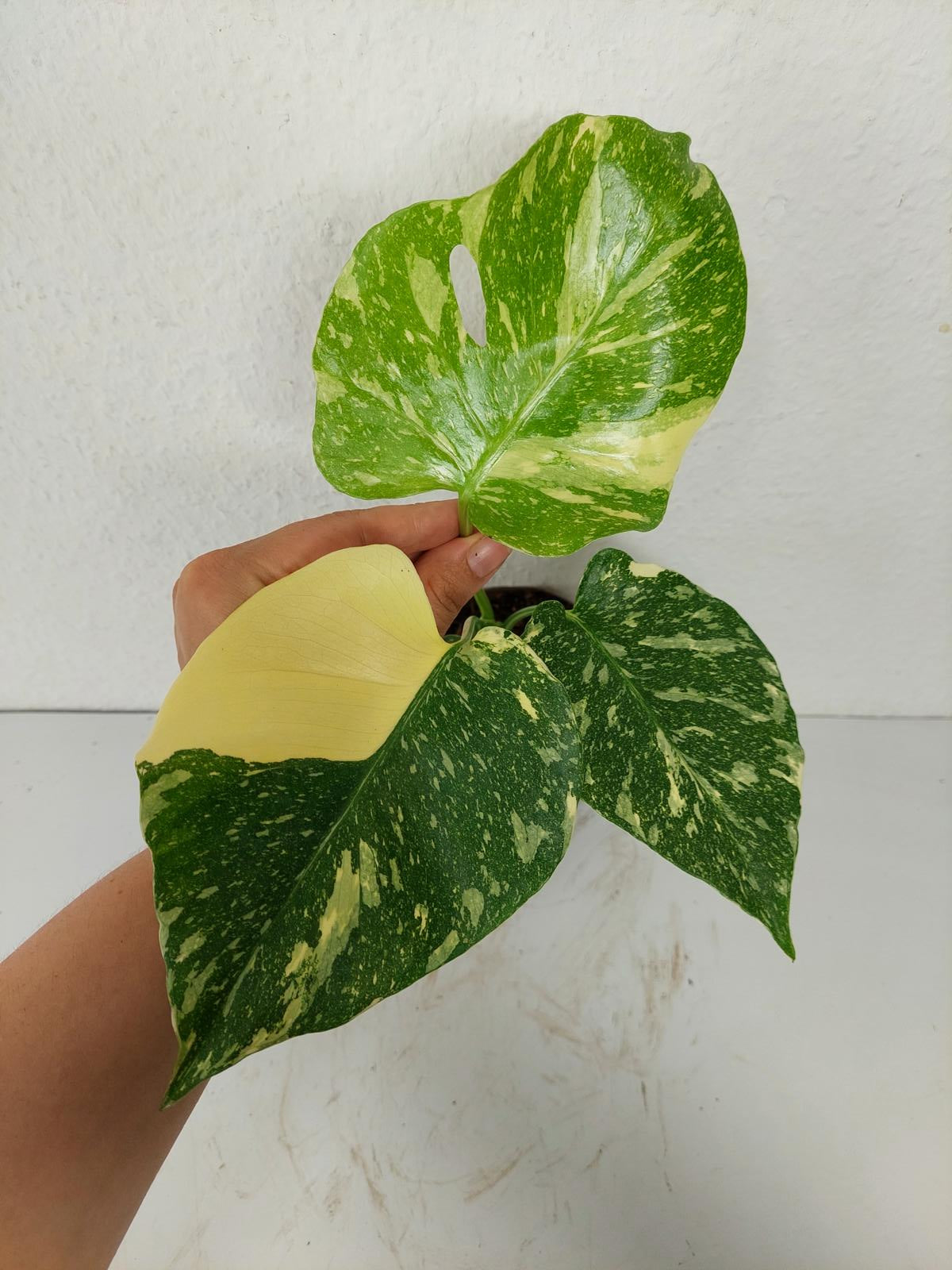 Monstera Thai Constellation