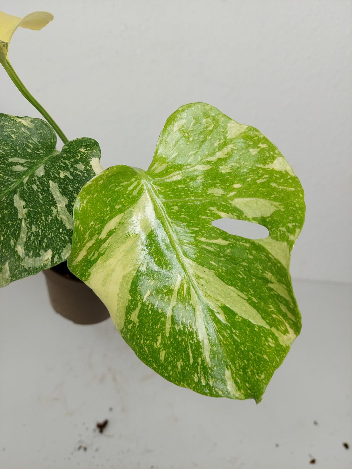 Monstera Thai Constellation