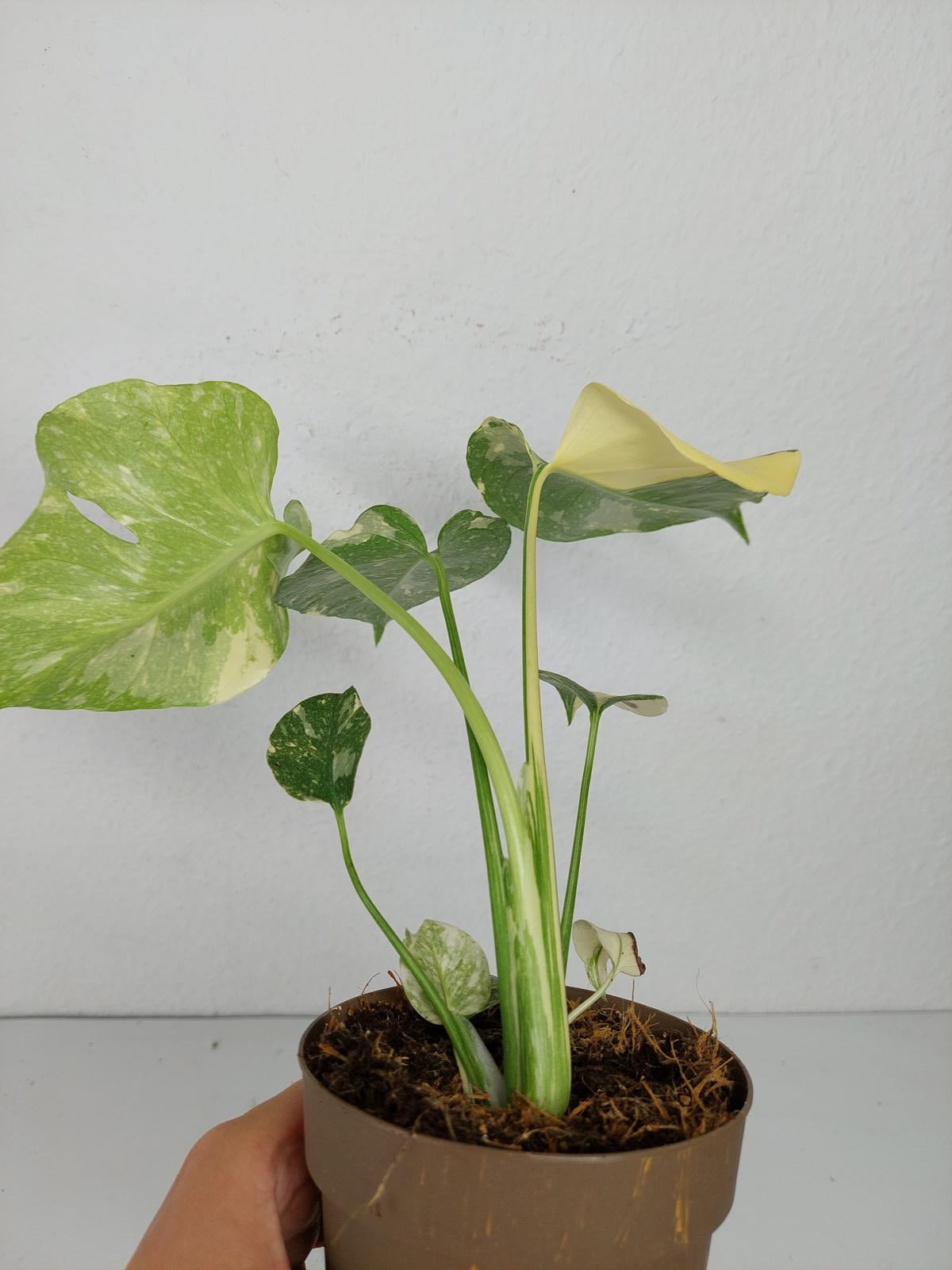 Monstera Thai Constellation