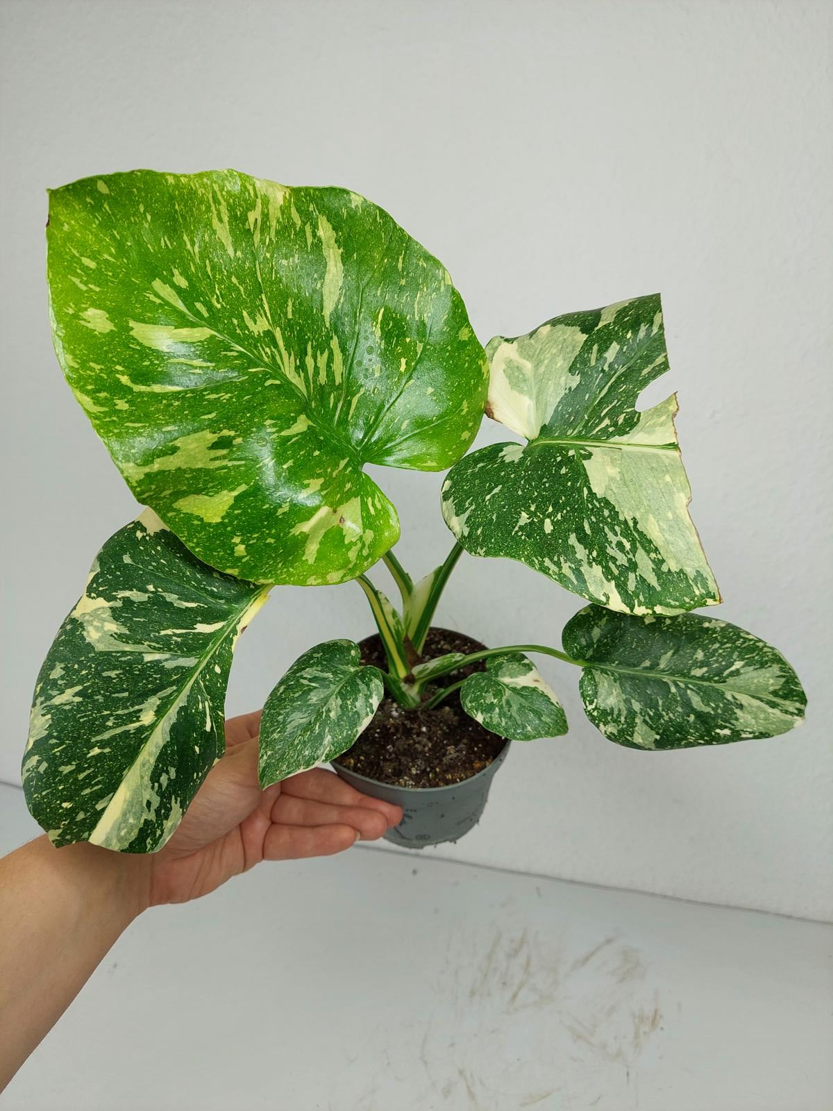 Monstera Thai Constellation