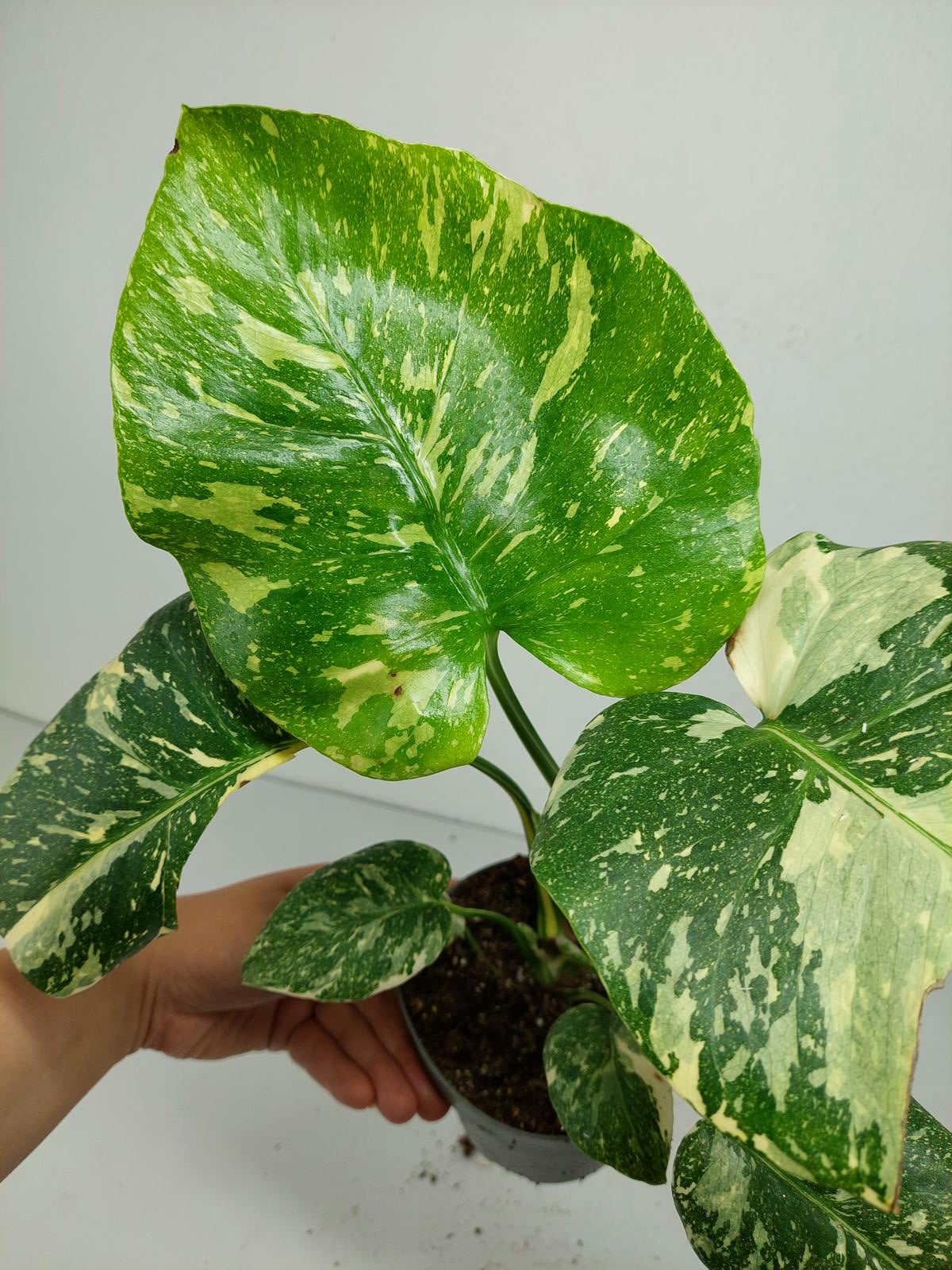 Monstera Thai Constellation