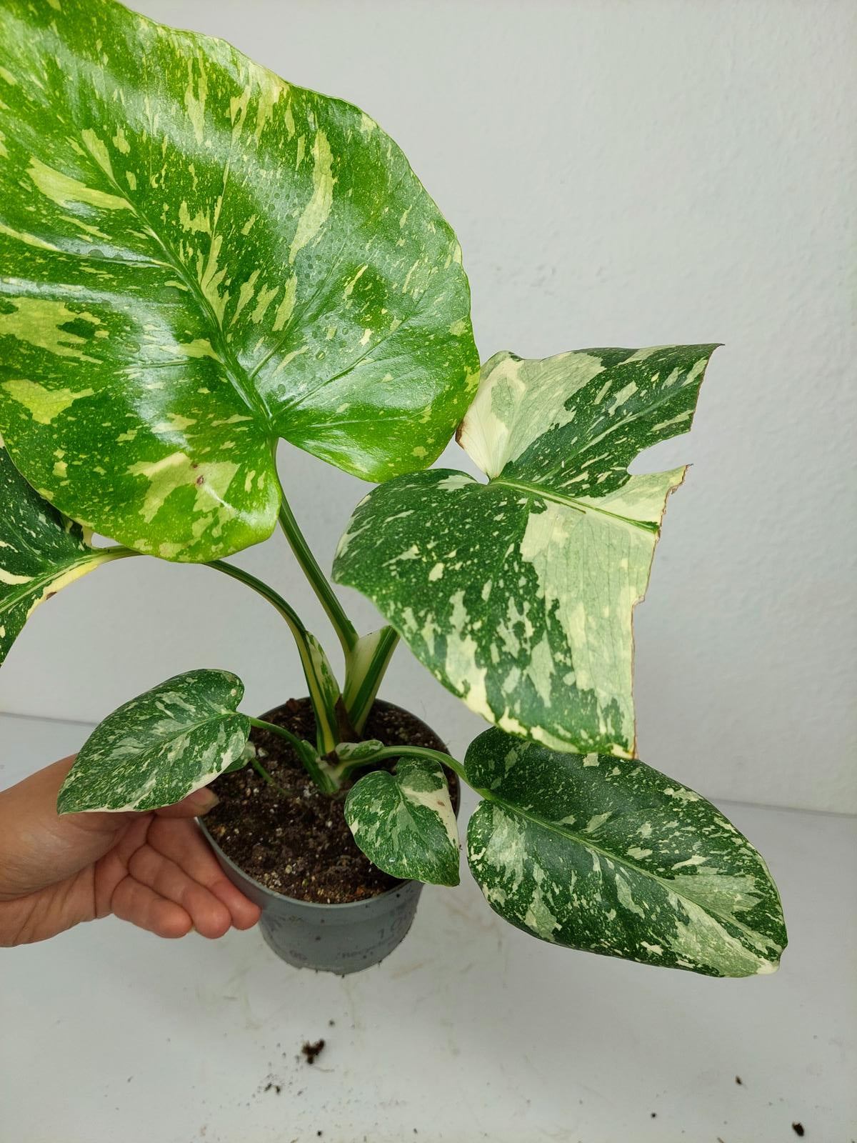Monstera Thai Constellation