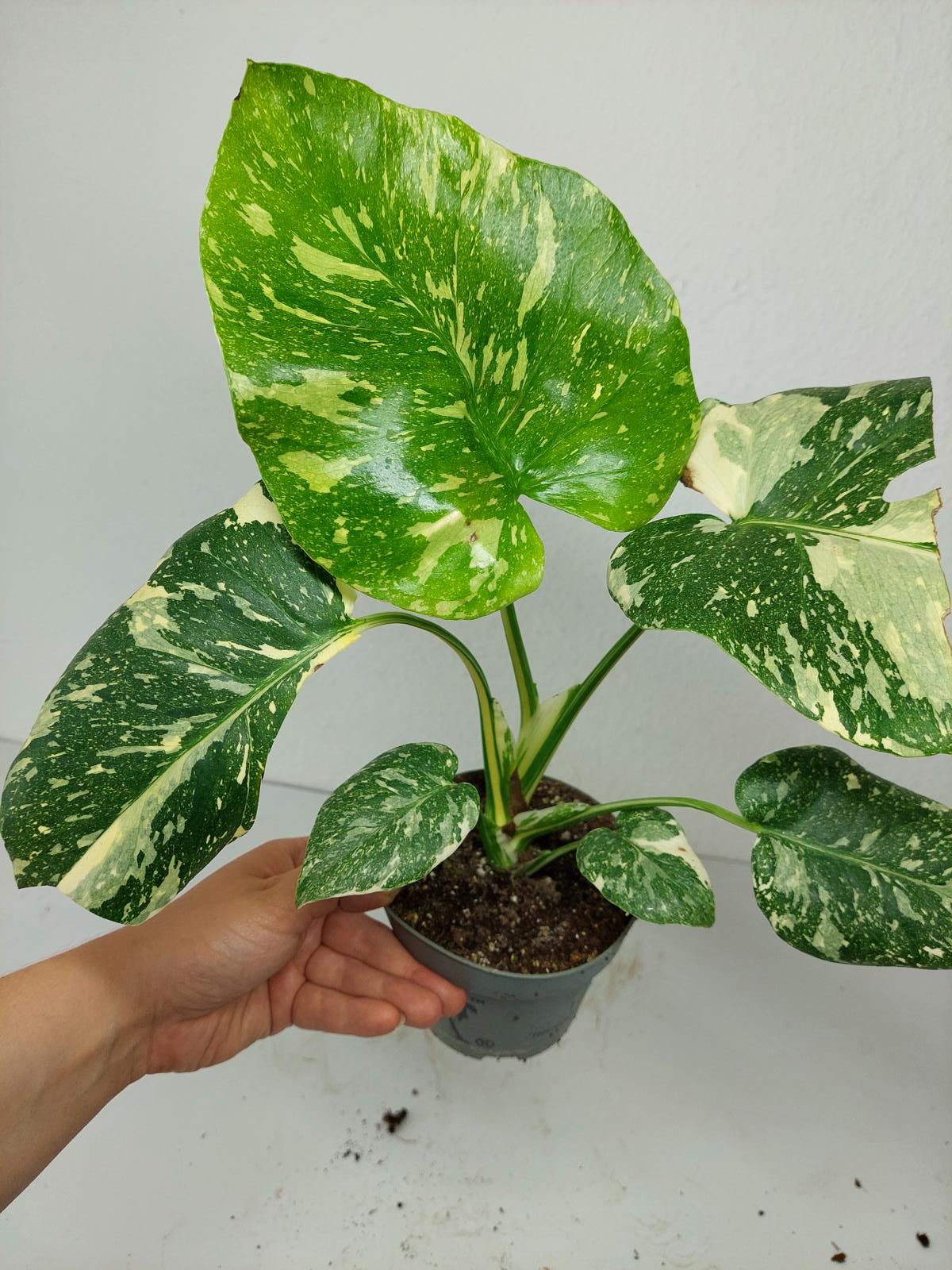 Monstera Thai Constellation