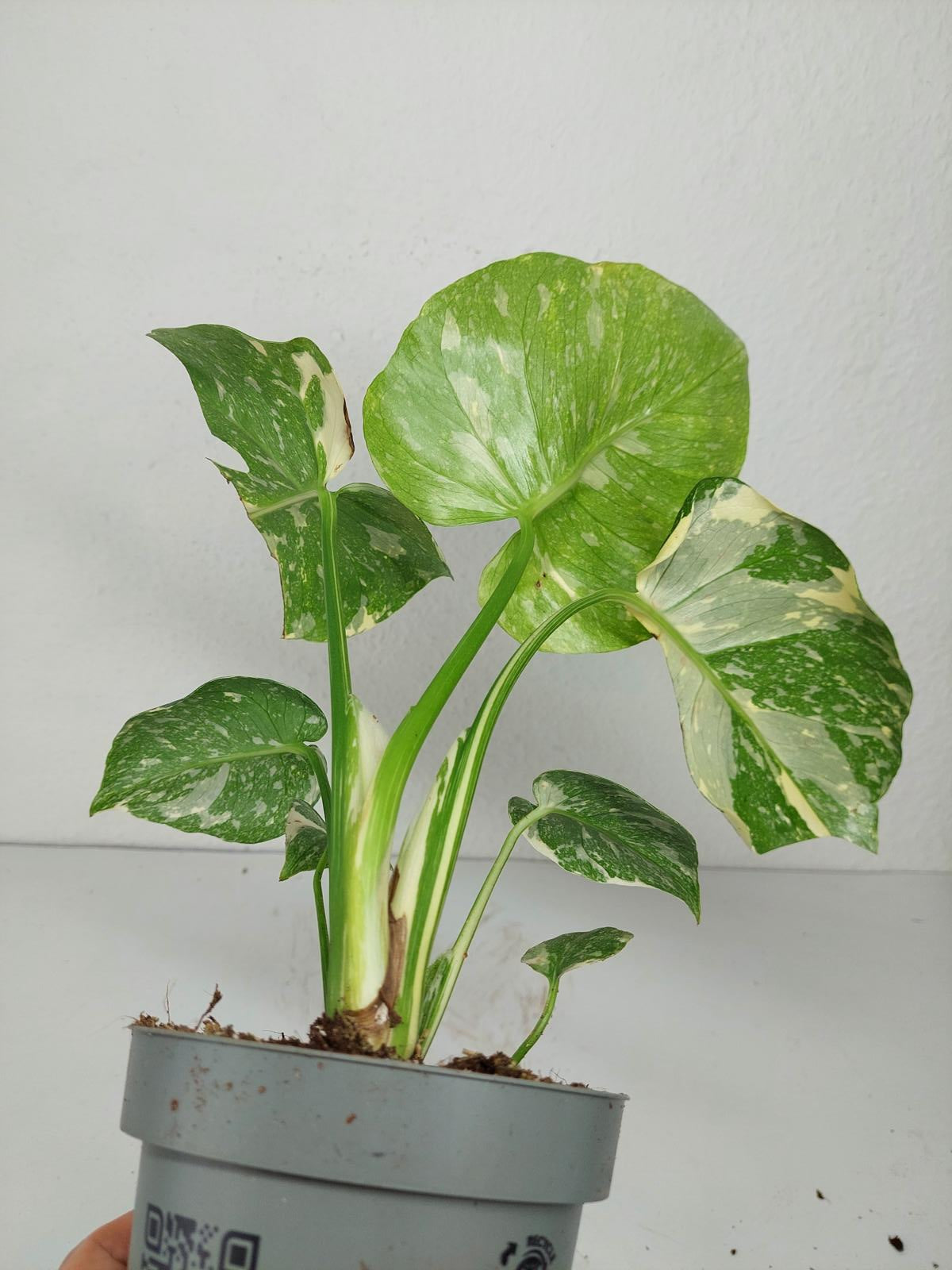 Monstera Thai Constellation