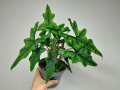 Alocasia Jacklyn