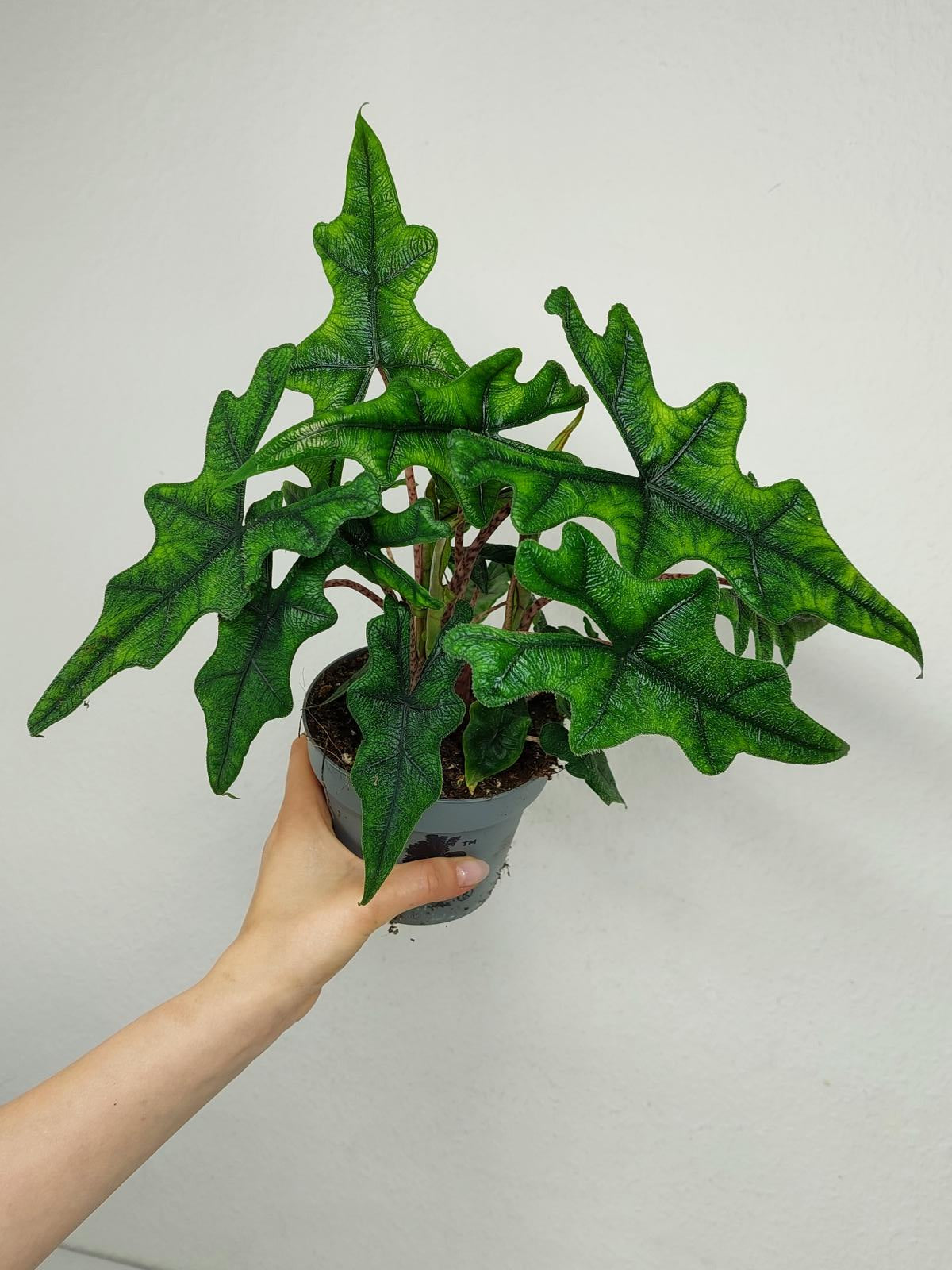 Alocasia Jacklyn
