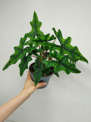 Alocasia Jacklyn