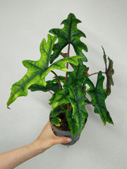 Alocasia Jacklyn