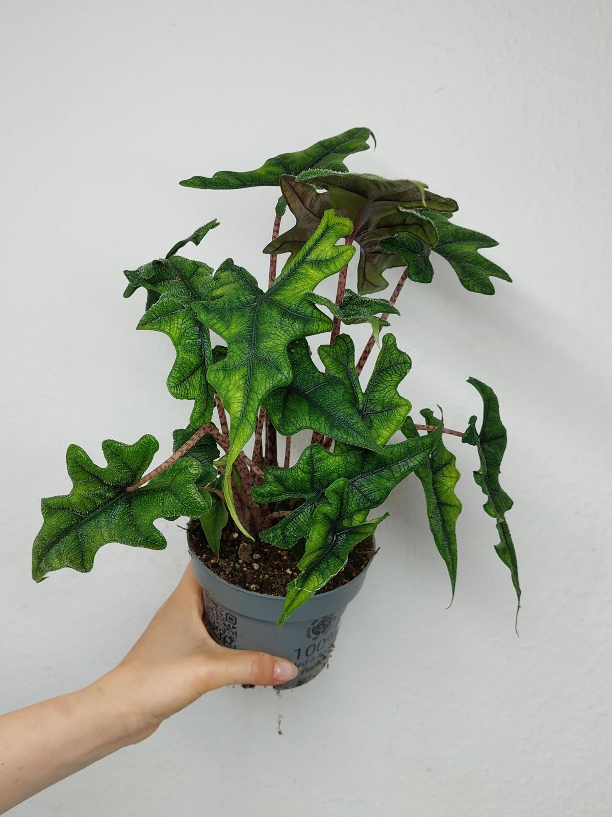 Alocasia Jacklyn