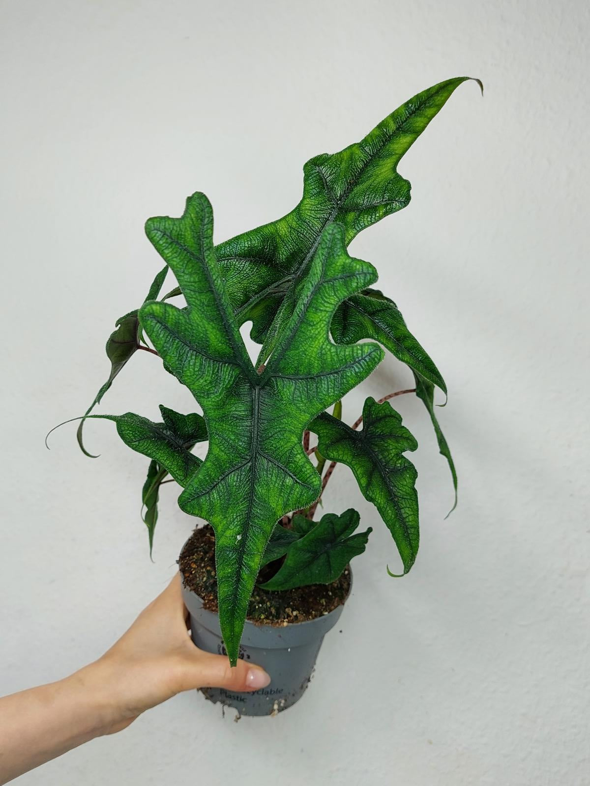 Alocasia Jacklyn
