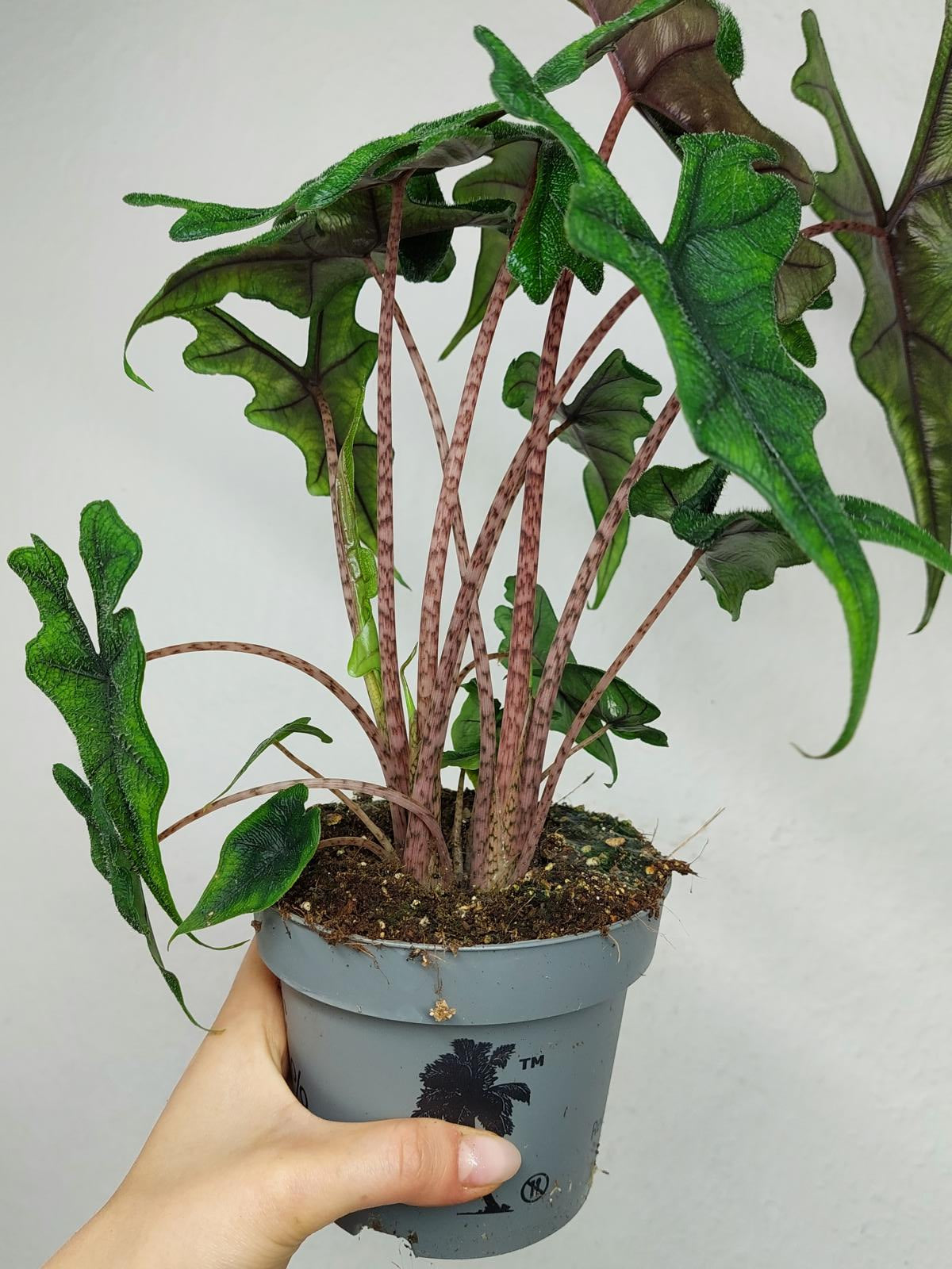 Alocasia Jacklyn
