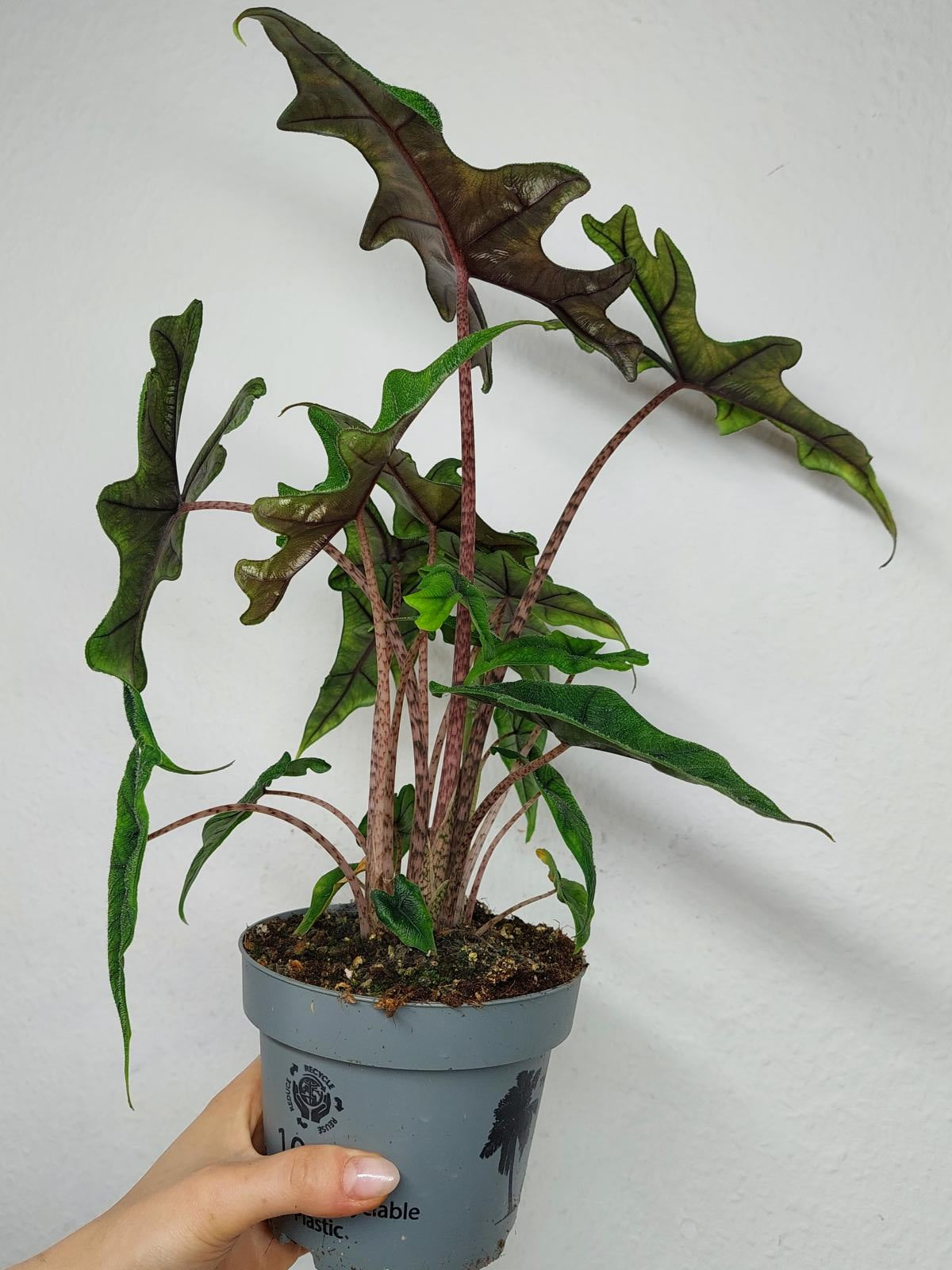 Alocasia Jacklyn