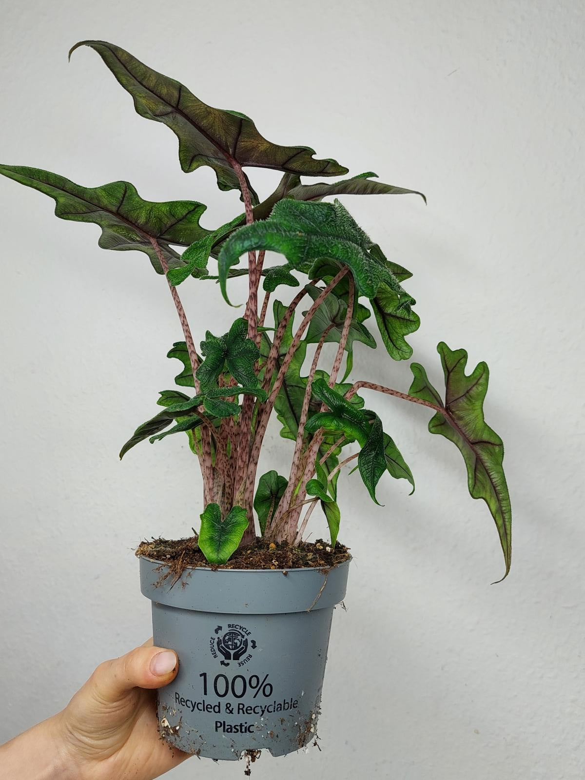 Alocasia Jacklyn