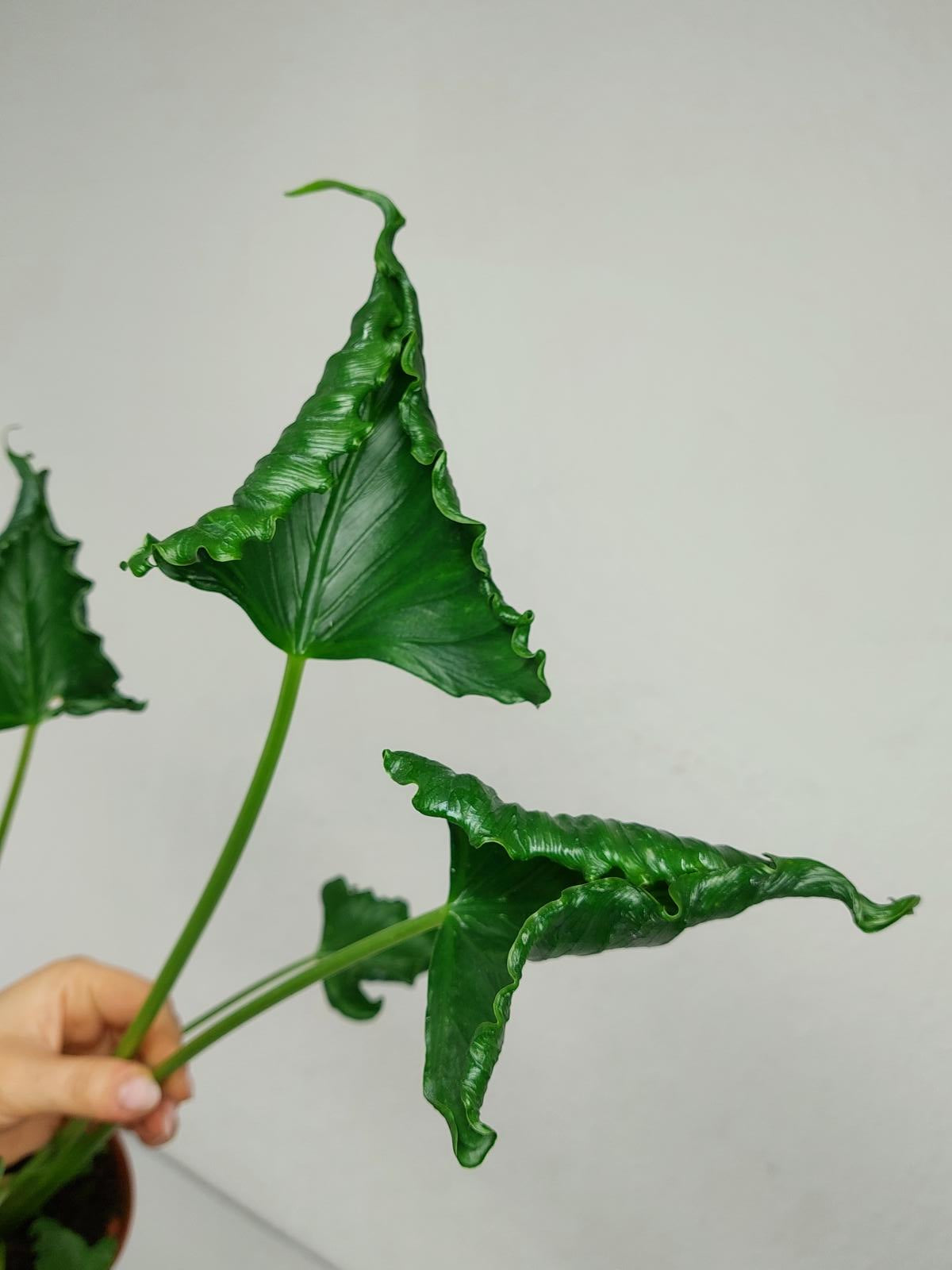 Alocasia Triangularis