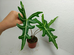 Alocasia Portei Green on Green Variegata