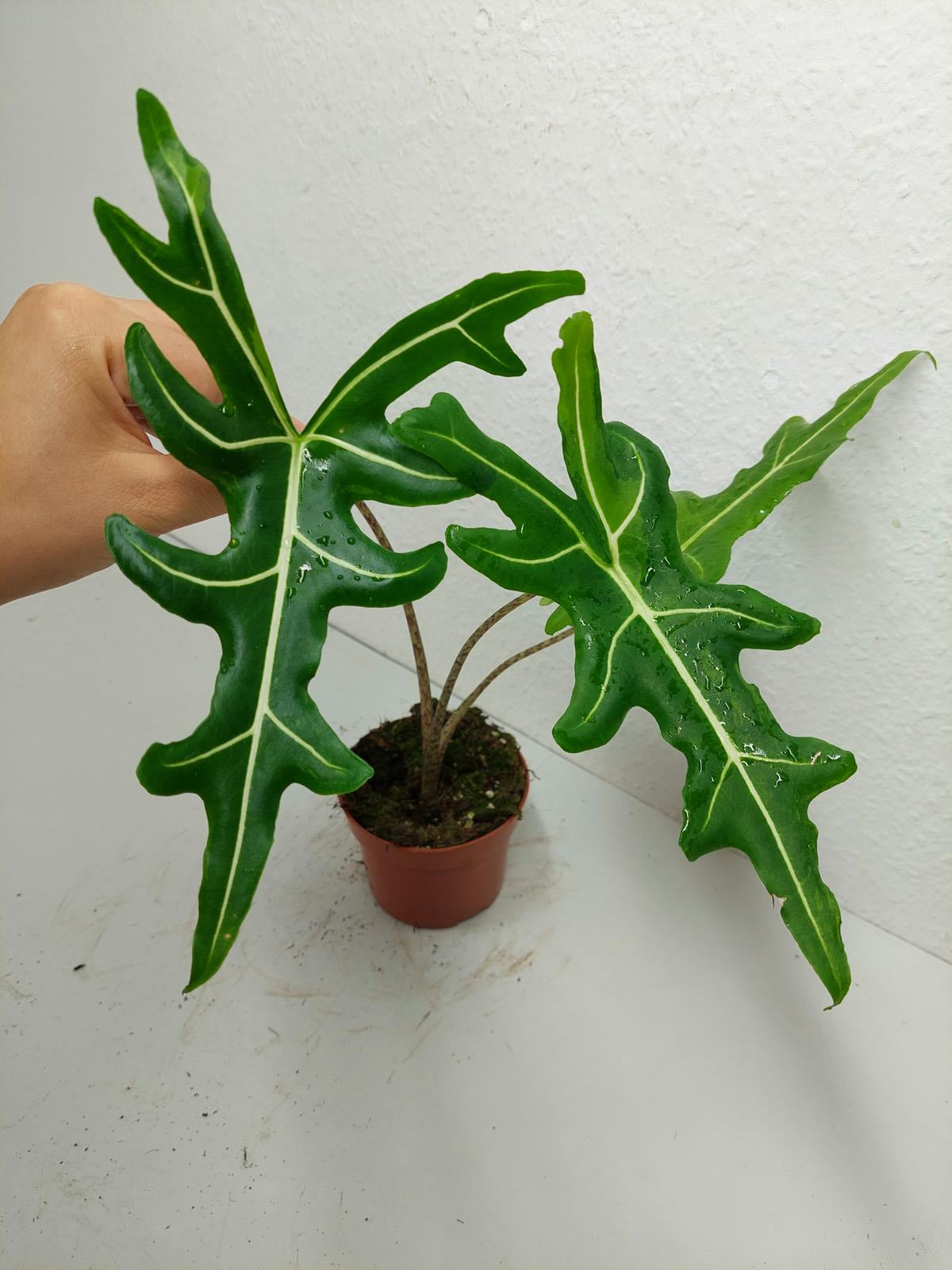 Alocasia Portei Green on Green Variegata