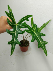 Alocasia Portei Green on Green Variegata