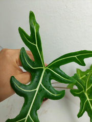Alocasia Portei Green on Green Variegata