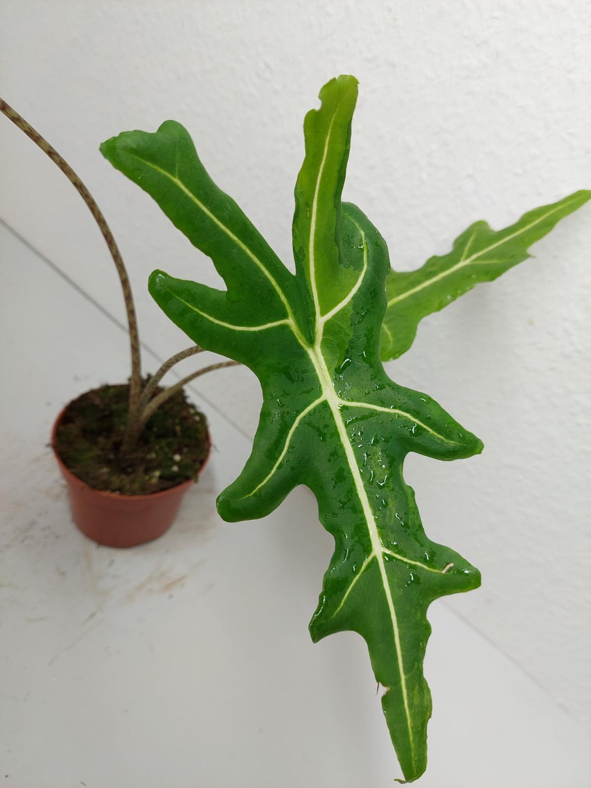 Alocasia Portei Green on Green Variegata