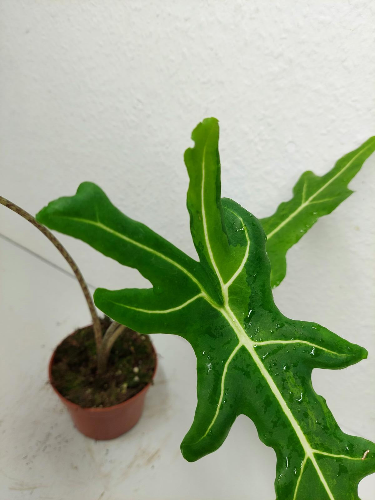 Alocasia Portei Green on Green Variegata