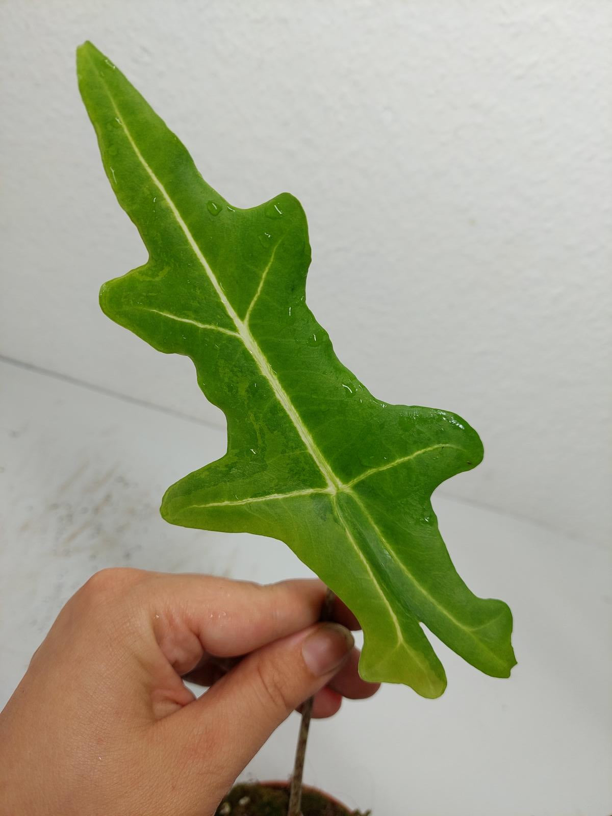 Alocasia Portei Green on Green Variegata