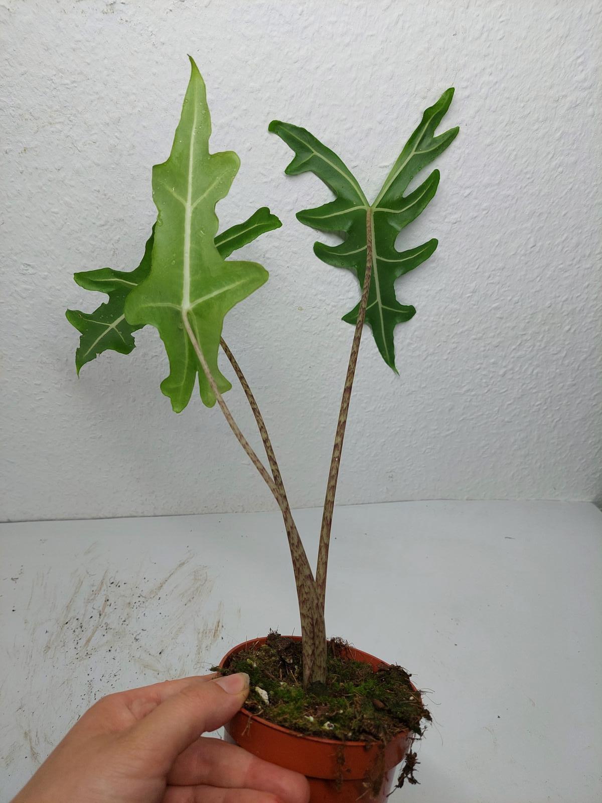 Alocasia Portei Green on Green Variegata