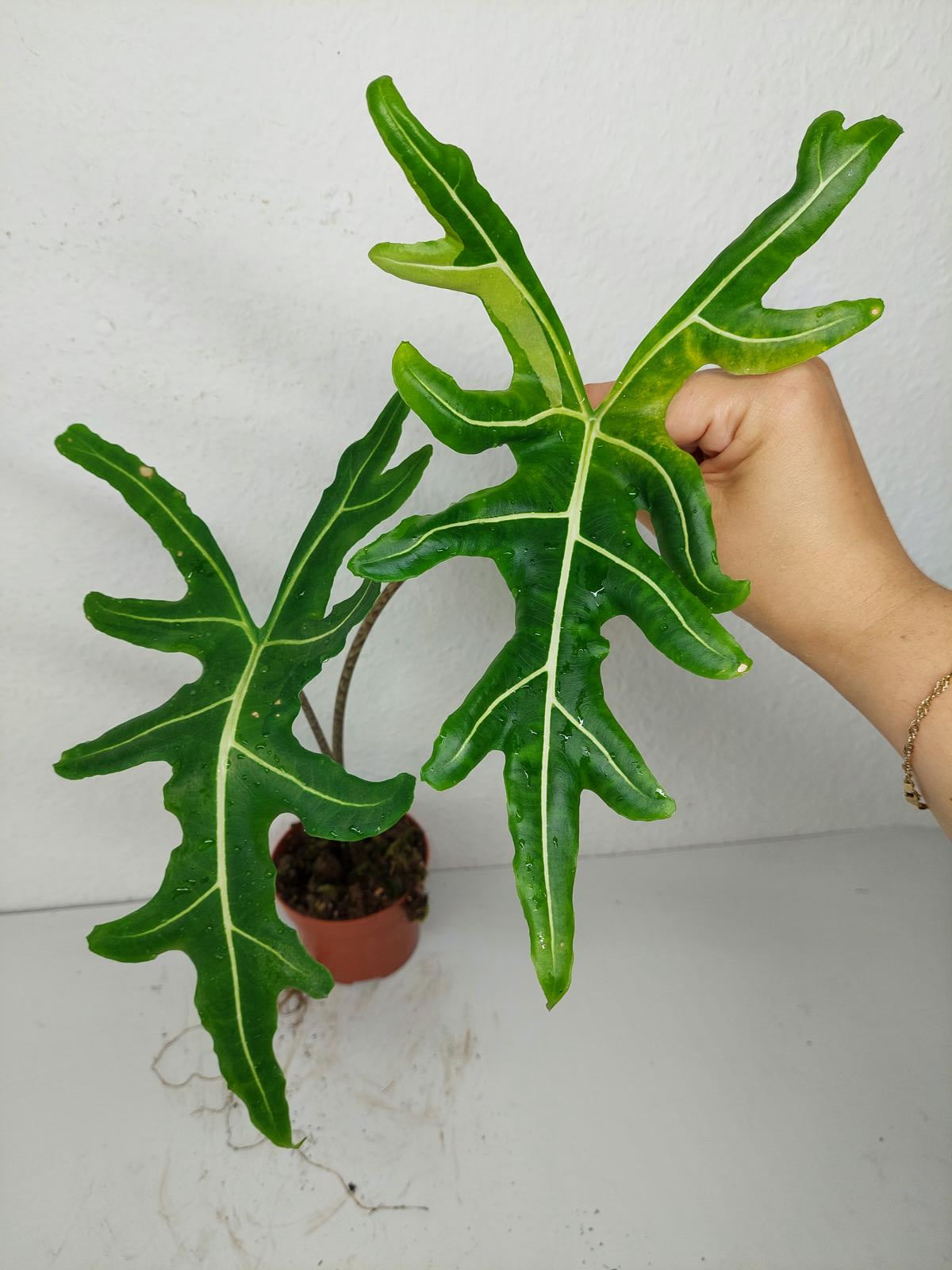 Alocasia Portei Green on Green Variegata