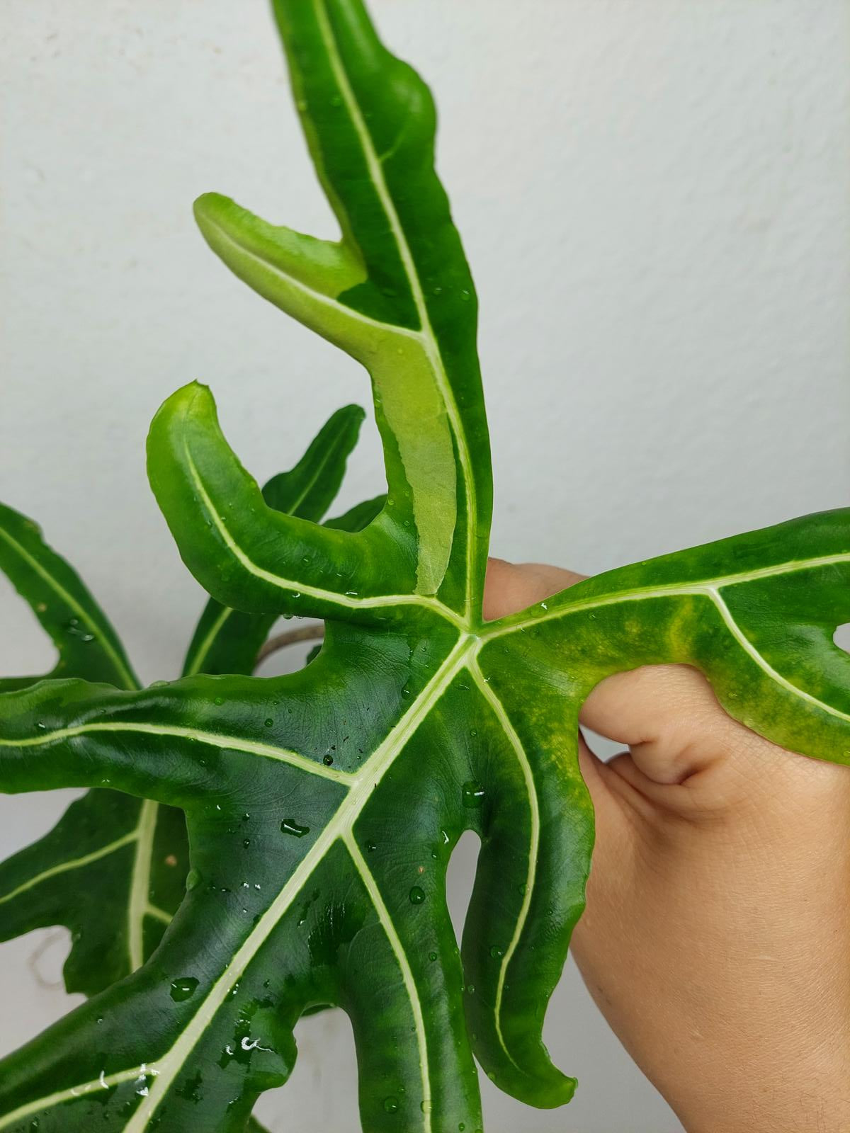 Alocasia Portei Green on Green Variegata
