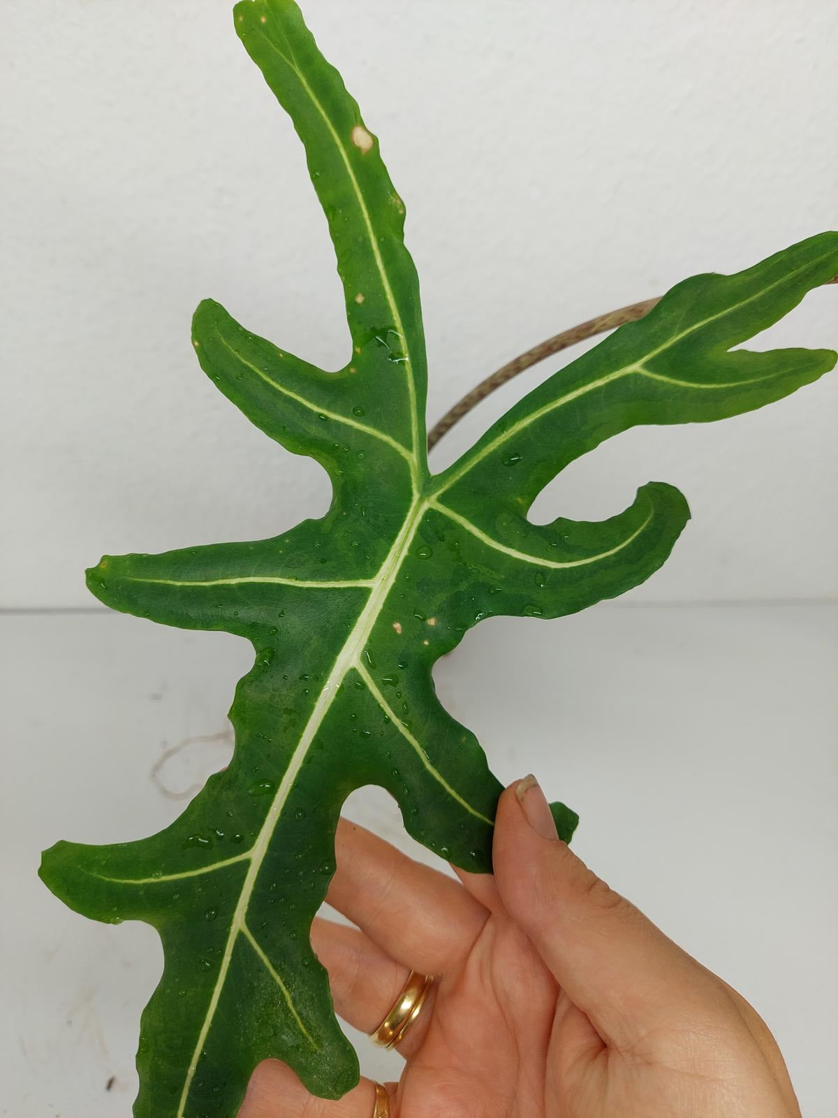 Alocasia Portei Green on Green Variegata
