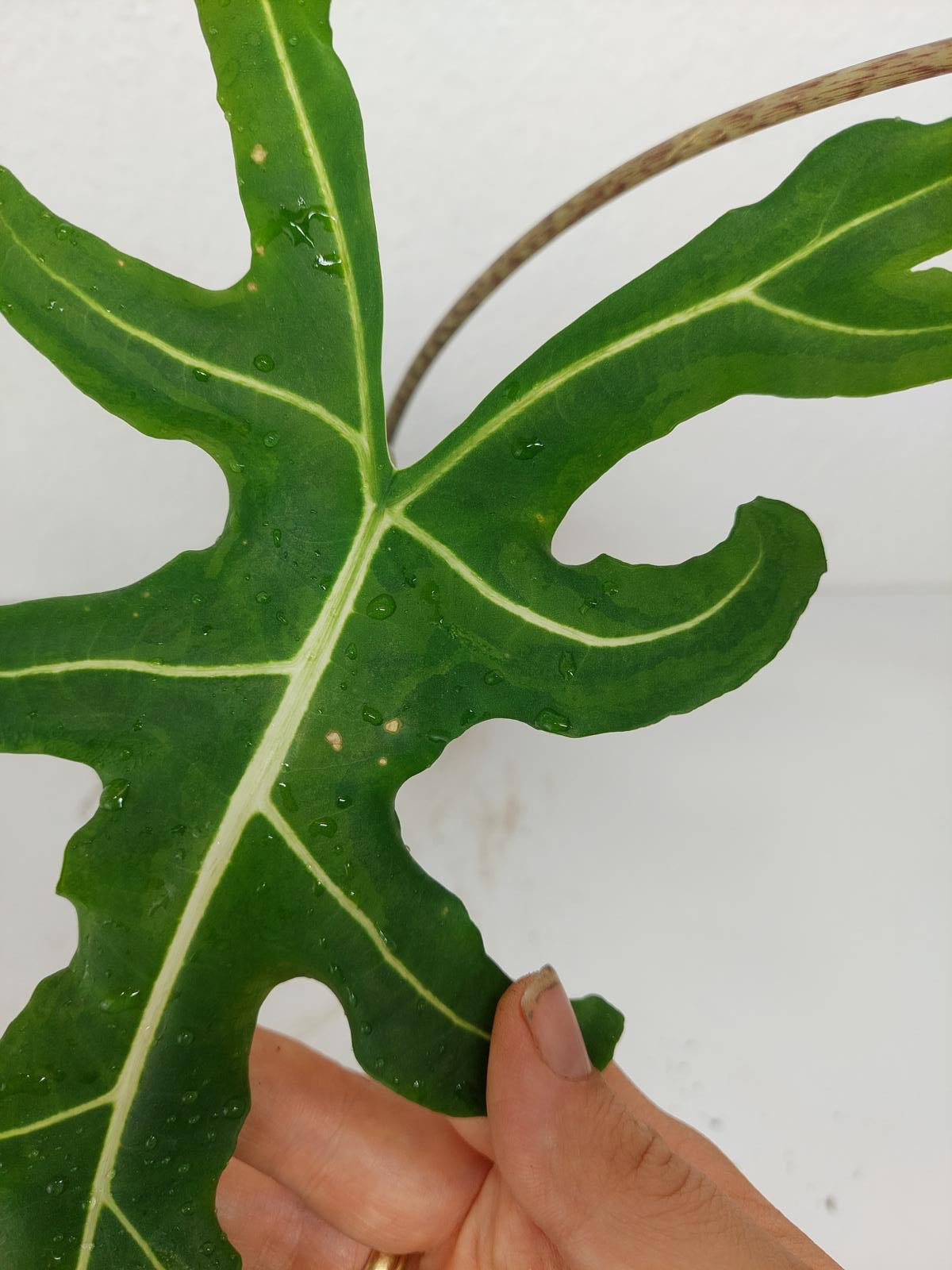 Alocasia Portei Green on Green Variegata