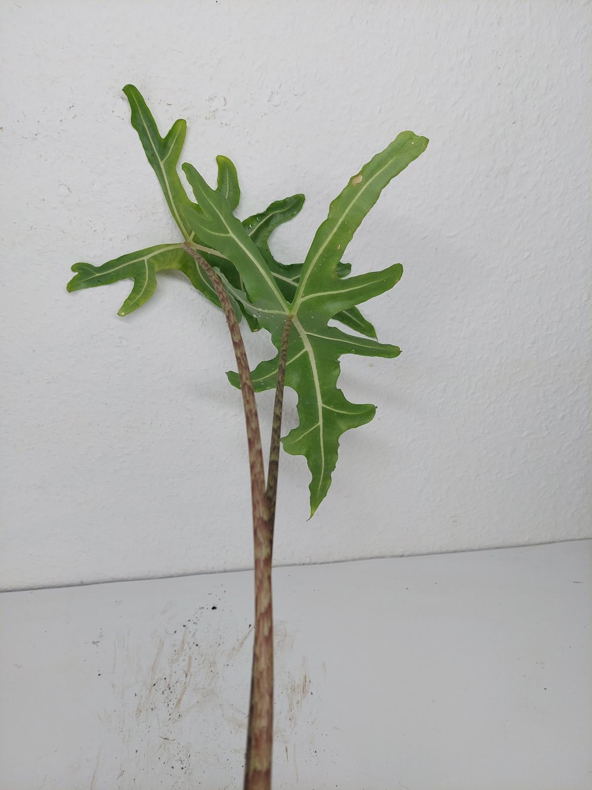 Alocasia Portei Green on Green Variegata