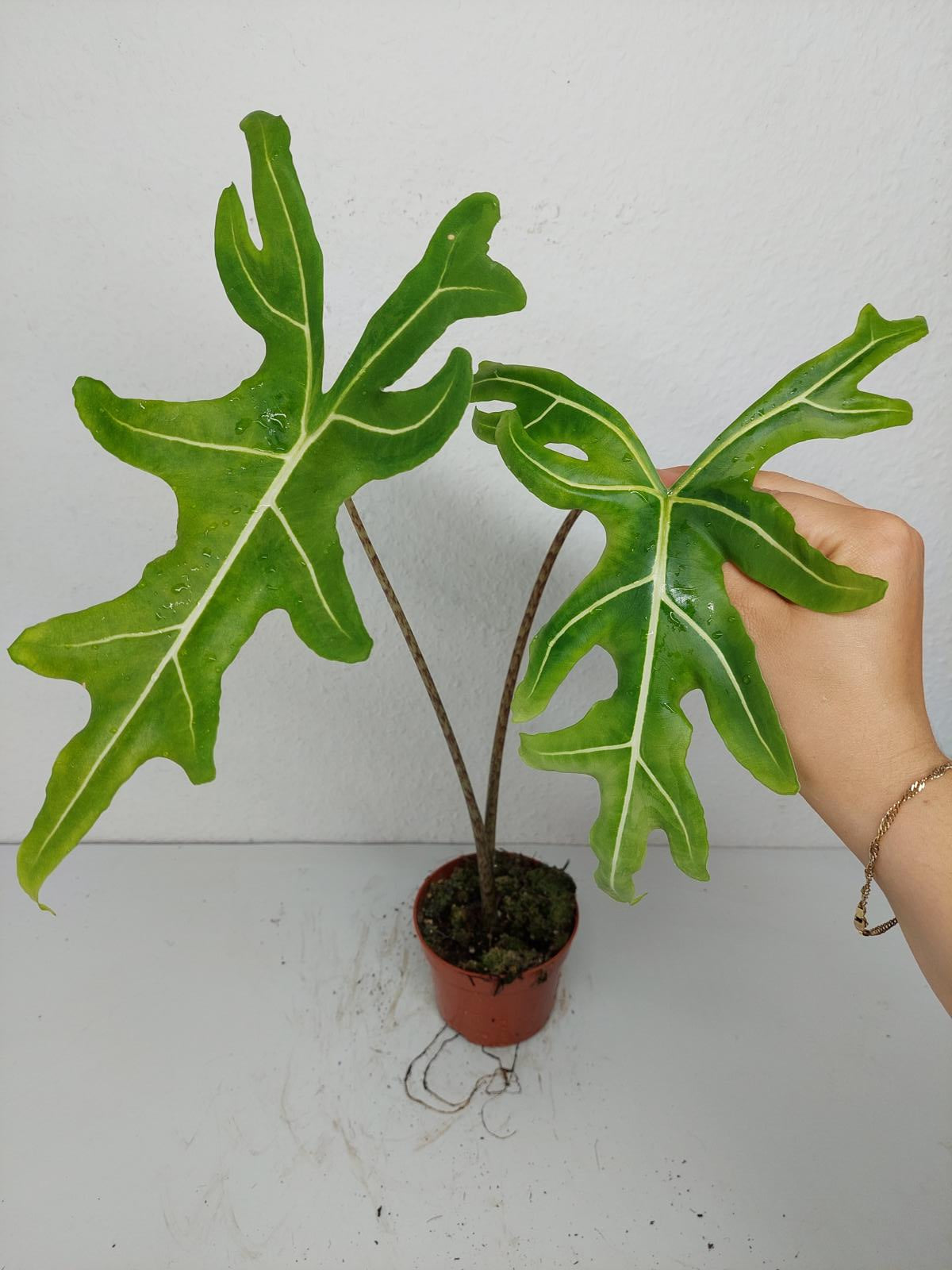 Alocasia Portei Green on Green Variegata