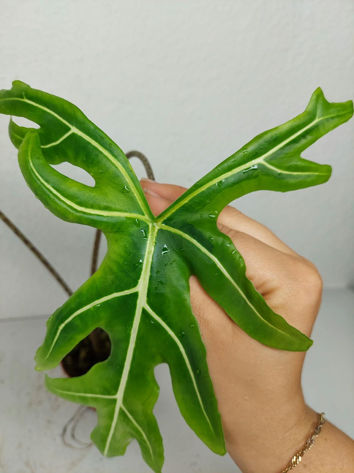 Alocasia Portei Green on Green Variegata