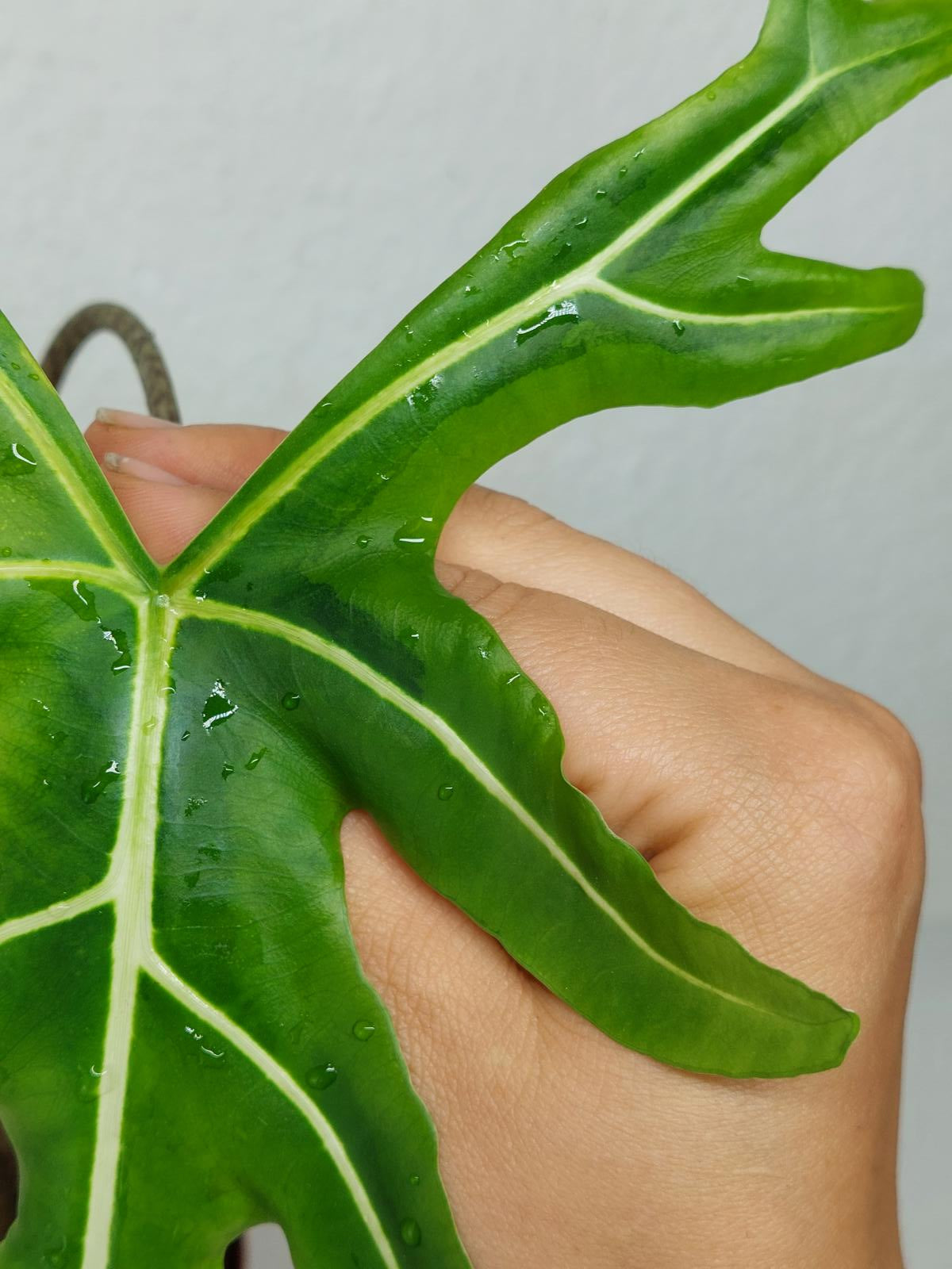 Alocasia Portei Green on Green Variegata