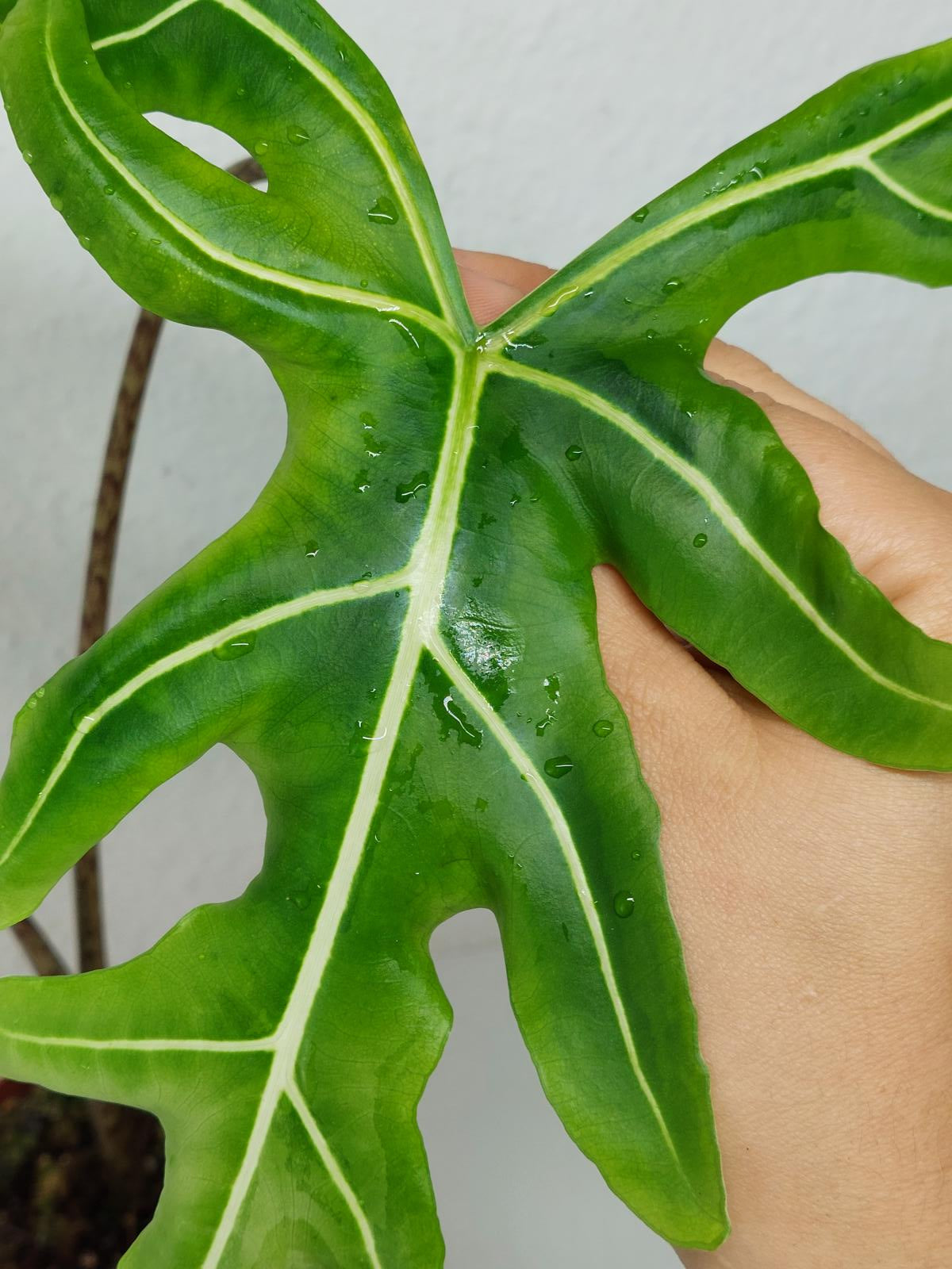 Alocasia Portei Green on Green Variegata