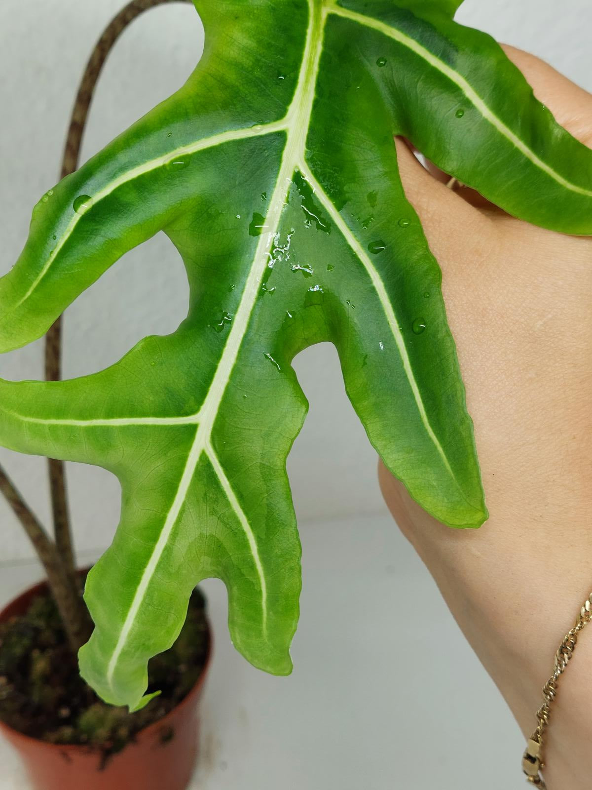 Alocasia Portei Green on Green Variegata