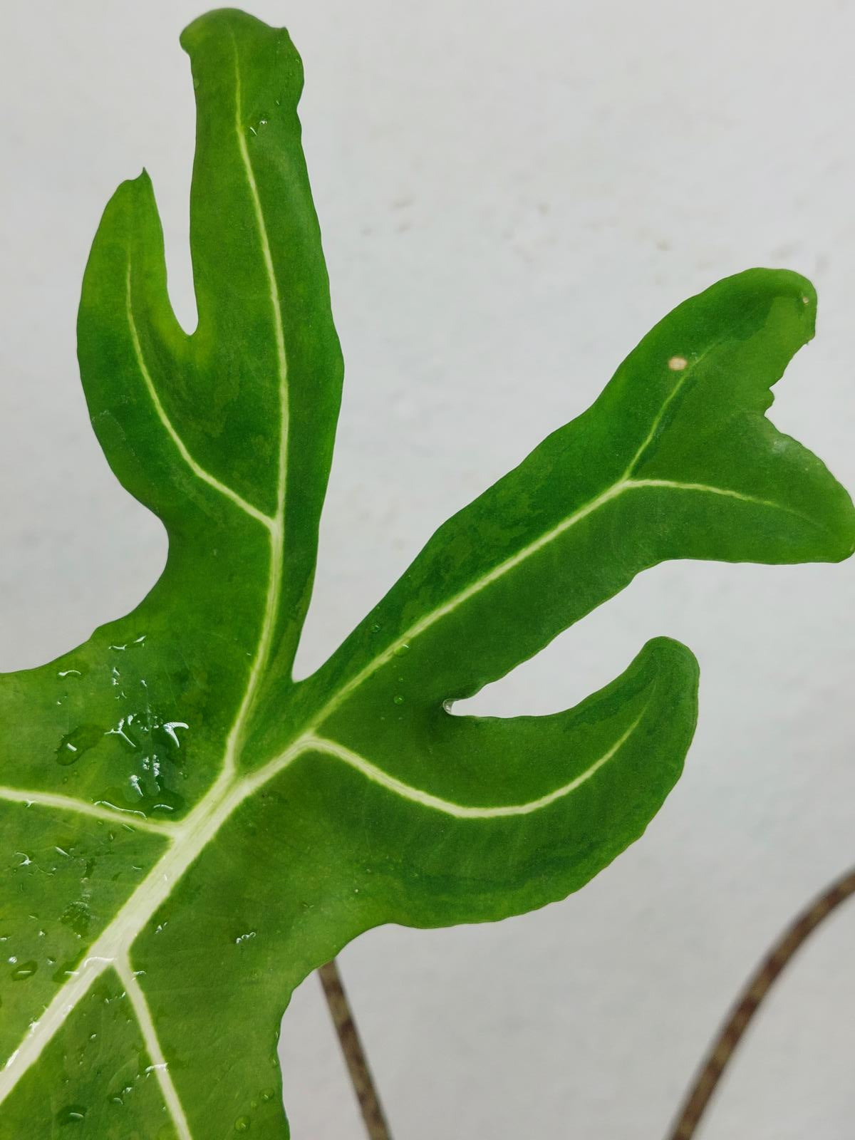 Alocasia Portei Green on Green Variegata