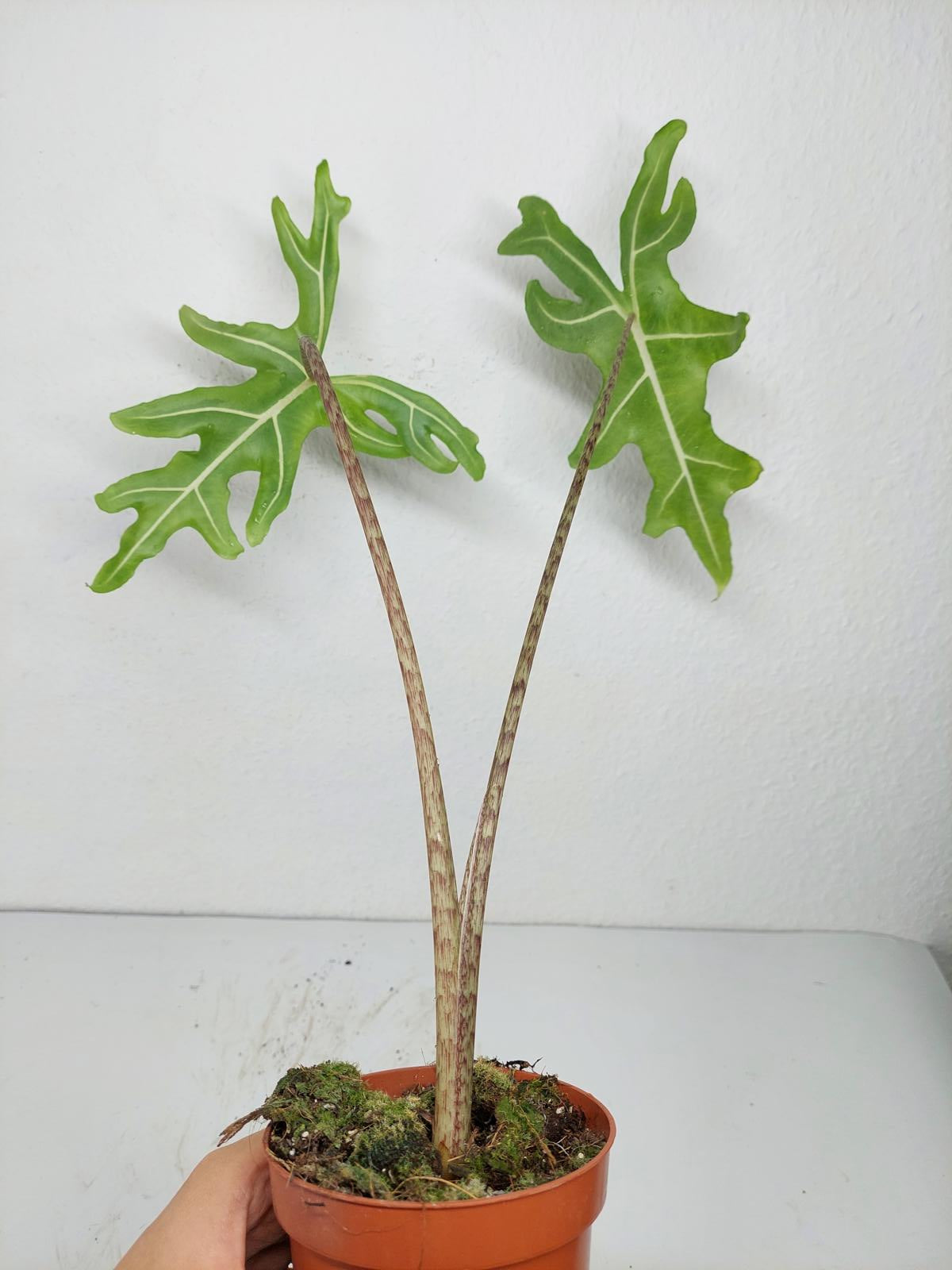 Alocasia Portei Green on Green Variegata