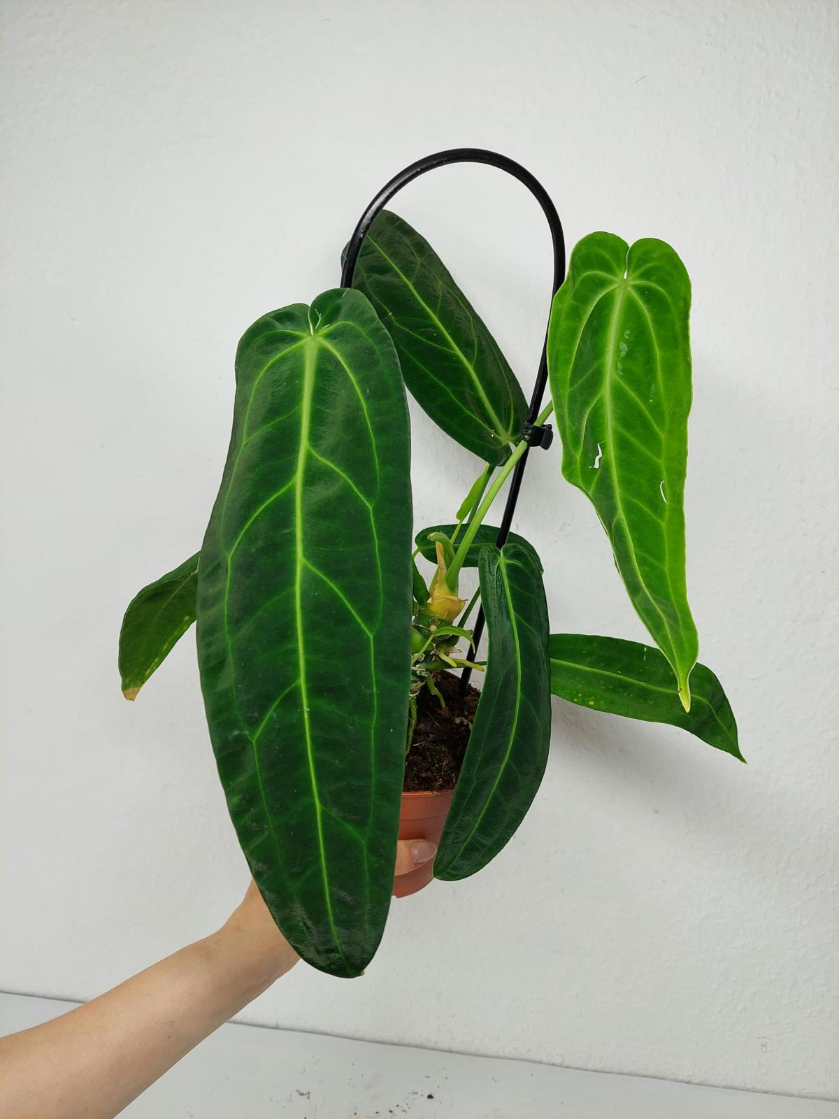Anthurium Warocqueanum