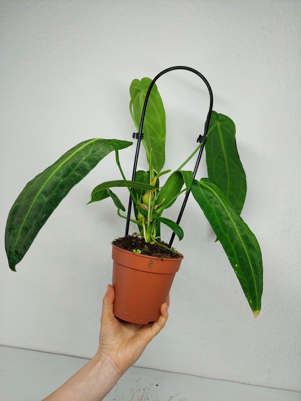 Anthurium Warocqueanum