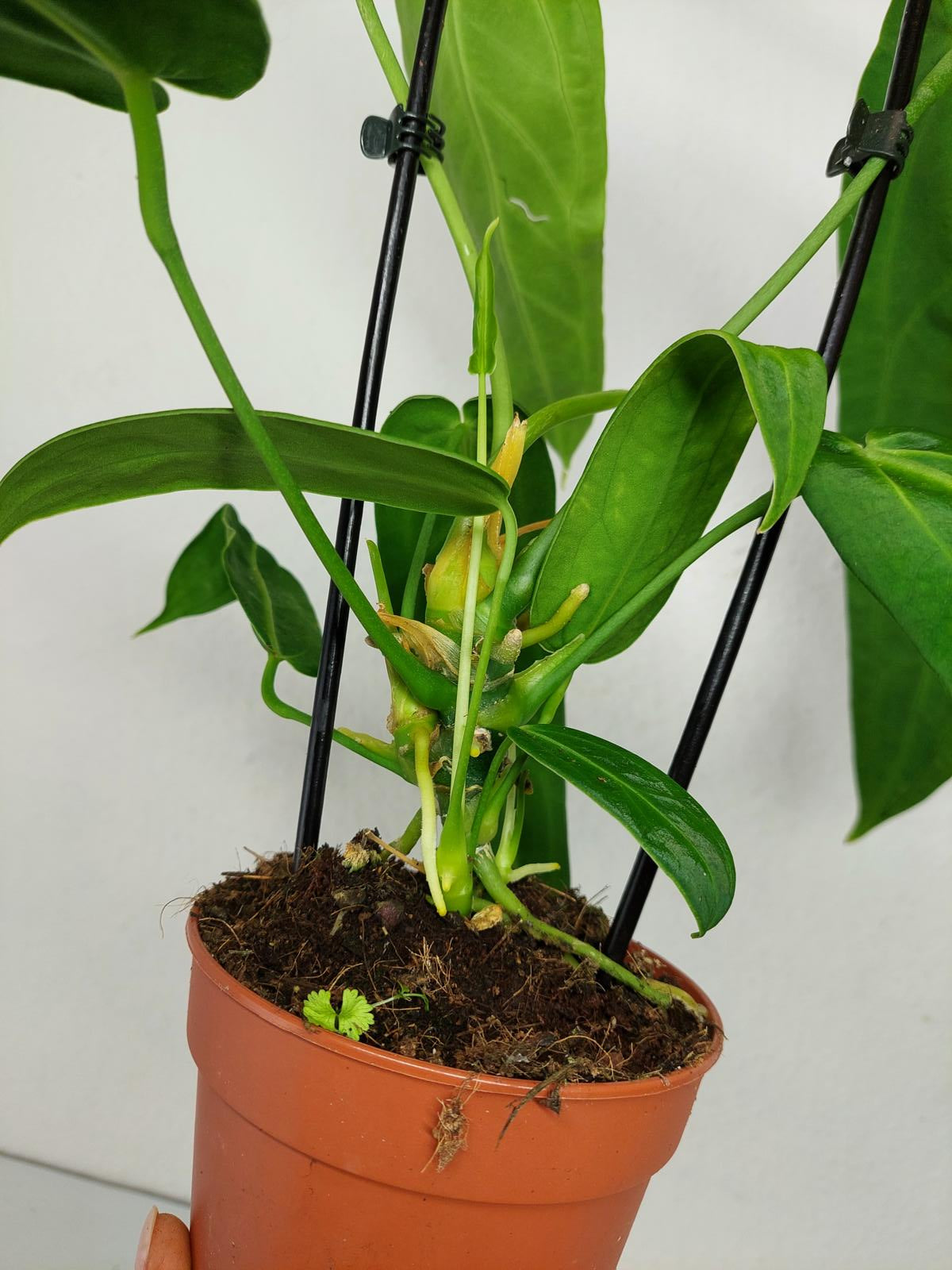 Anthurium Warocqueanum