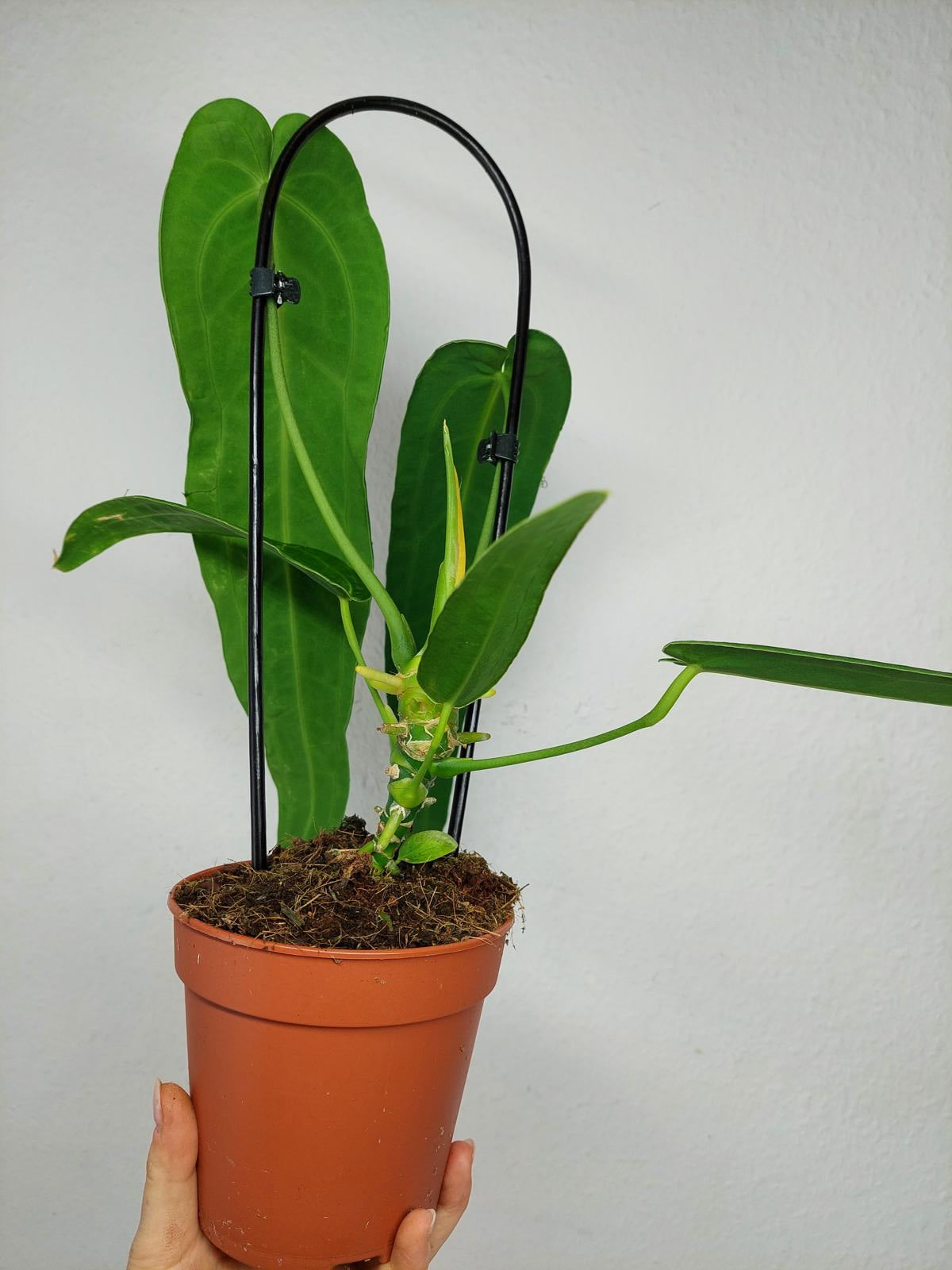 Anthurium Warocqueanum