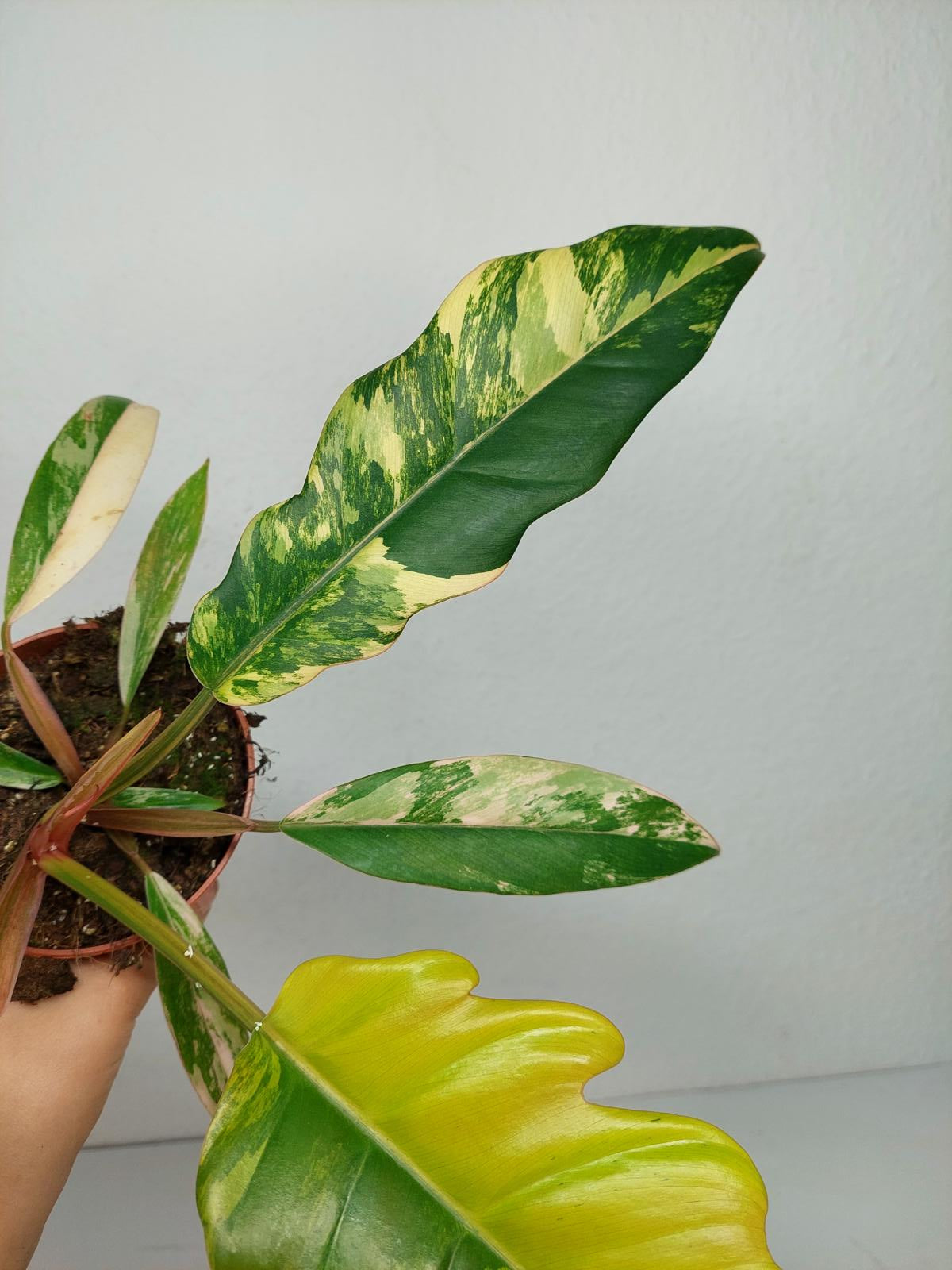 Philodendron Caramel Marble Variegata