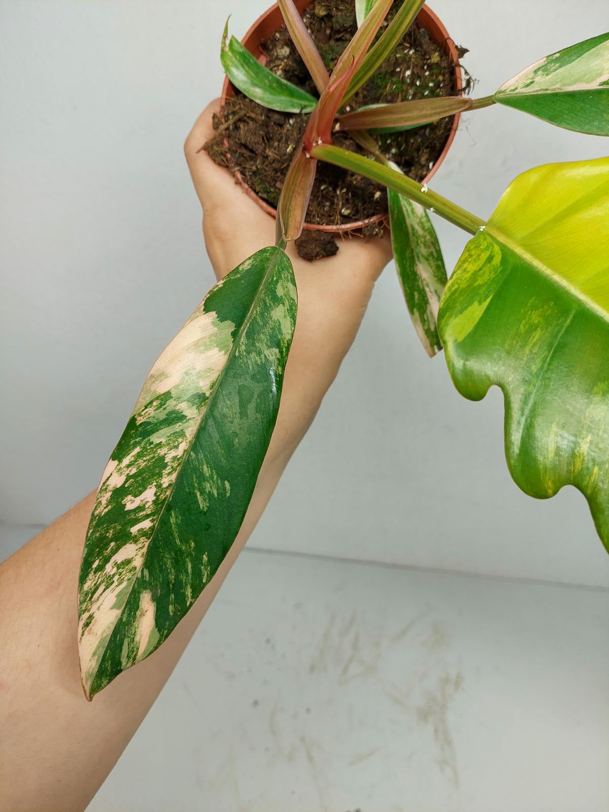 Philodendron Caramel Marble Variegata
