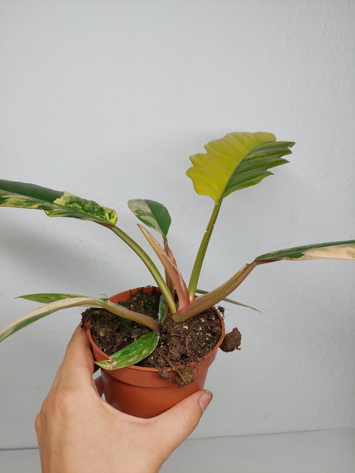 Philodendron Caramel Marble Variegata