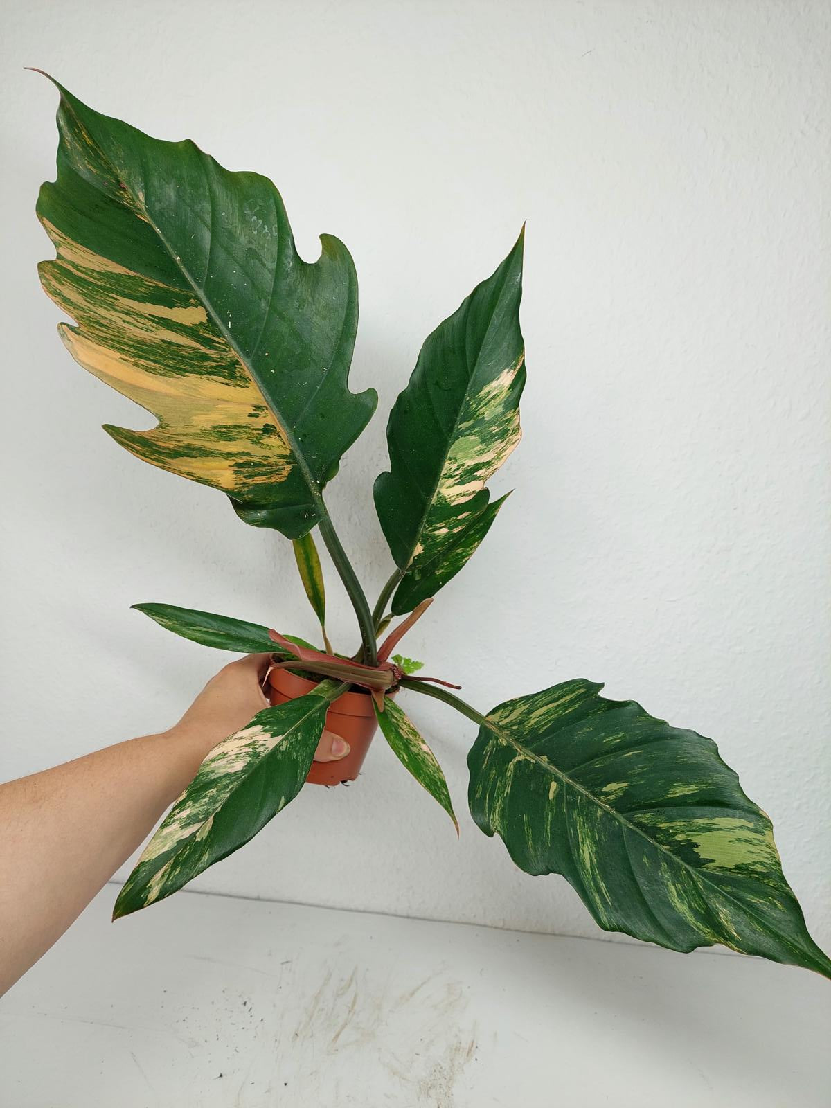 Philodendron Caramel Marble Variegata
