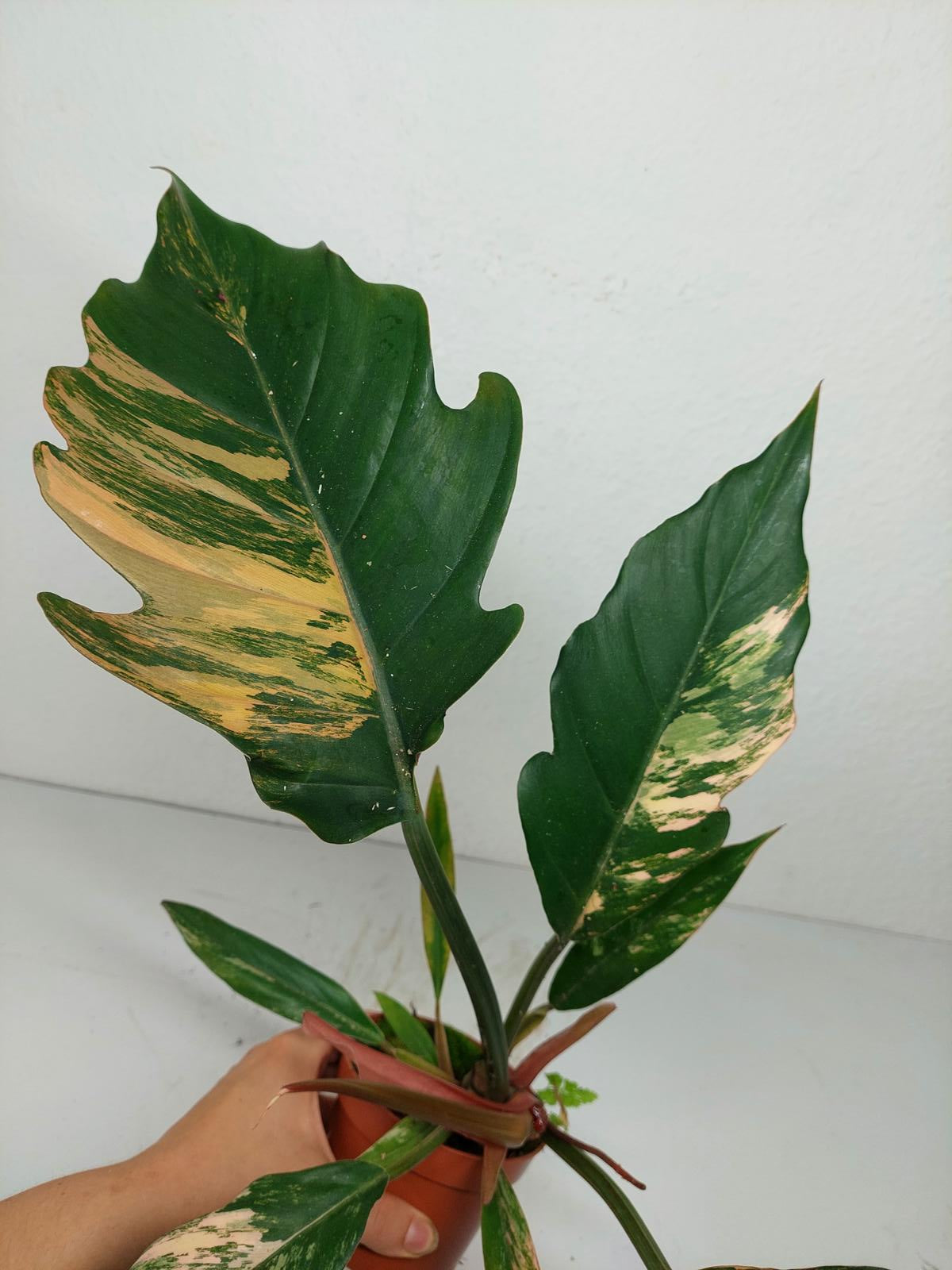 Philodendron Caramel Marble Variegata