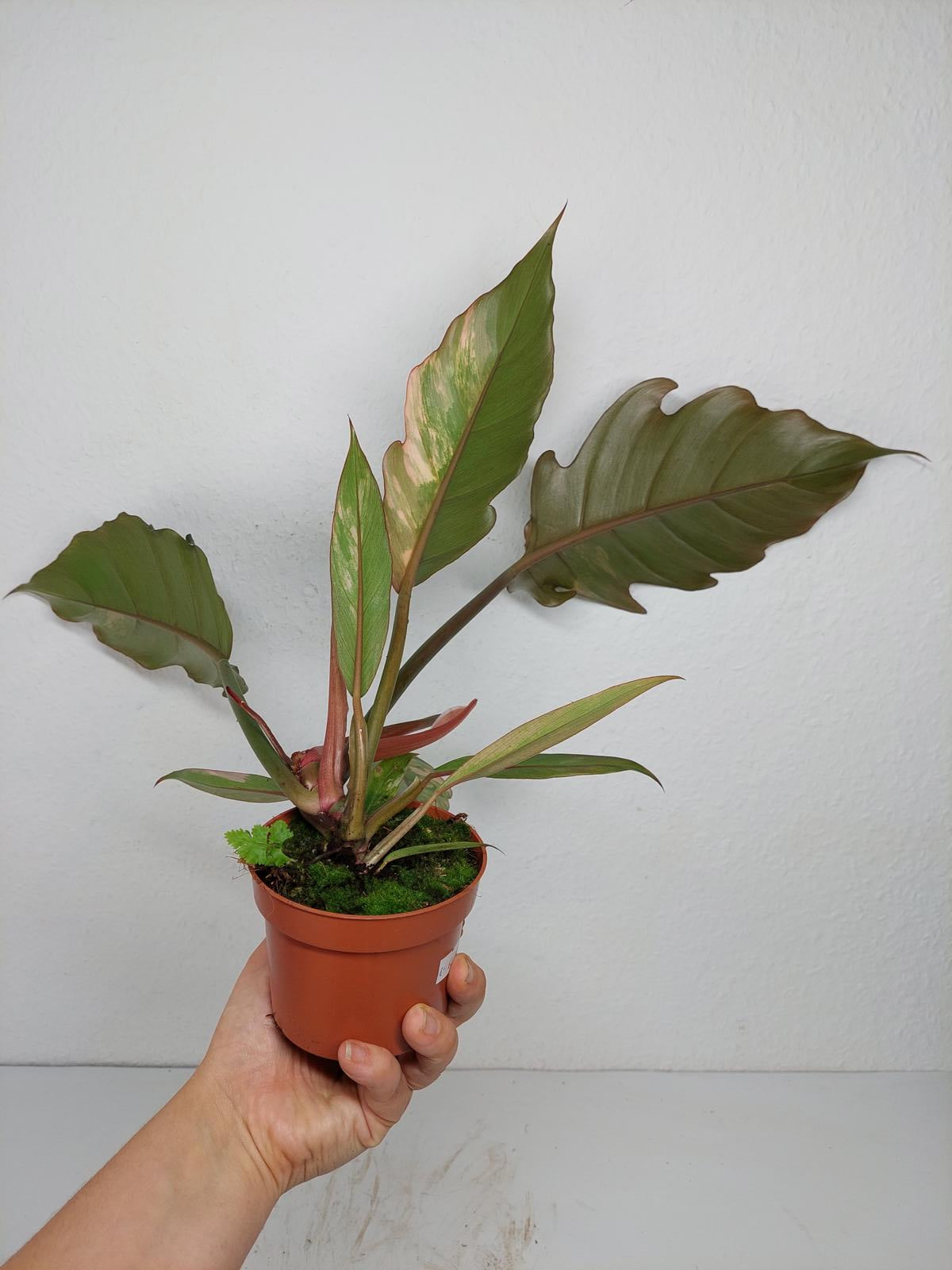 Philodendron Caramel Marble Variegata